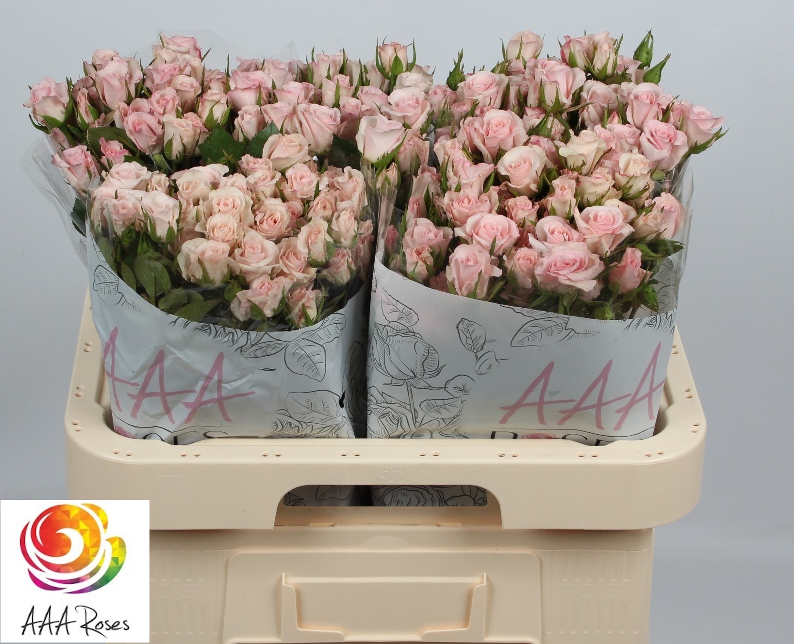 Rosa Spr Sweet Porcelina 60cm