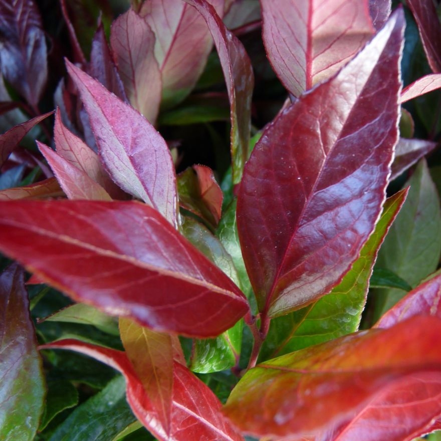 Picture of Leucothoe 'Zeblid'