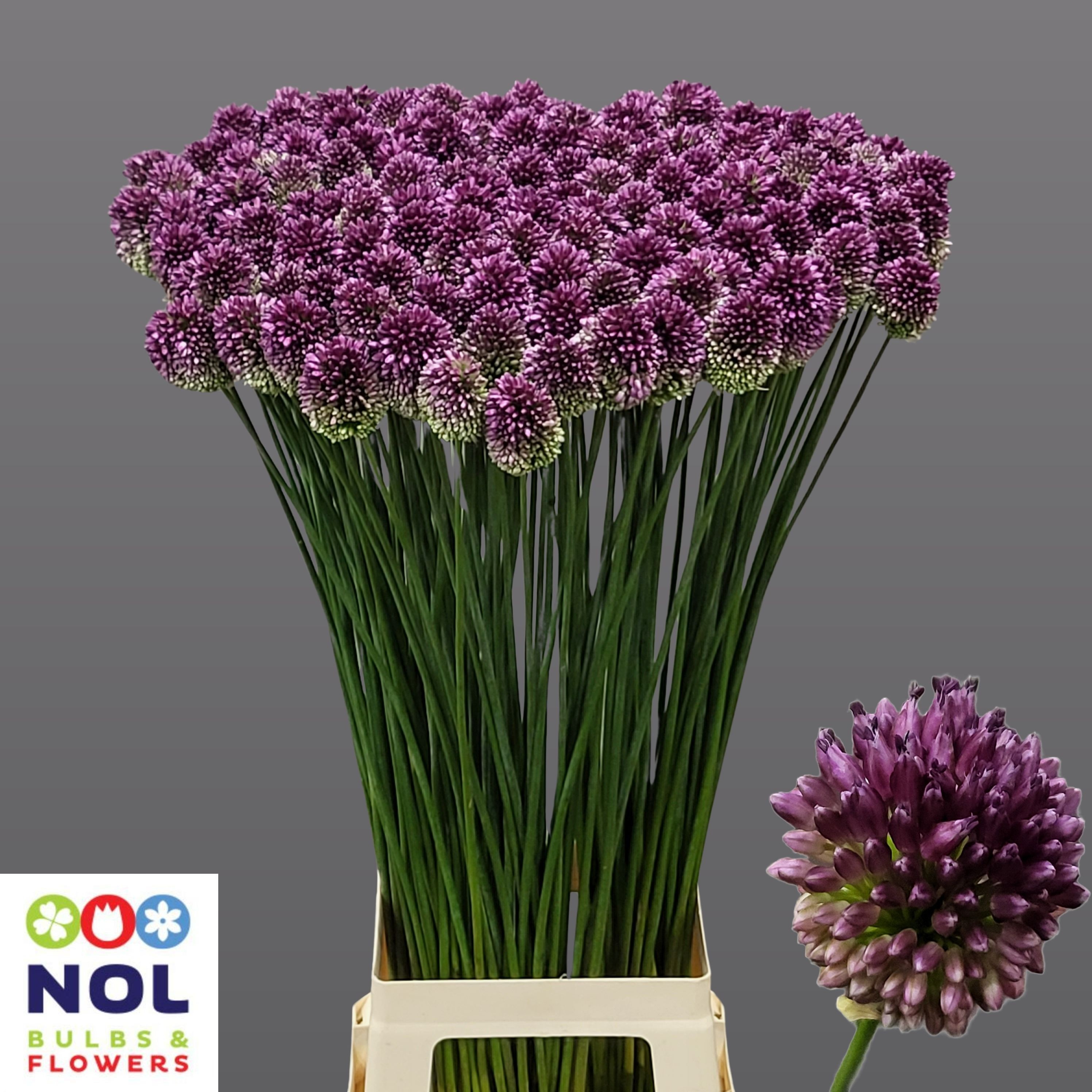 Allium Bullit Purple 90cm