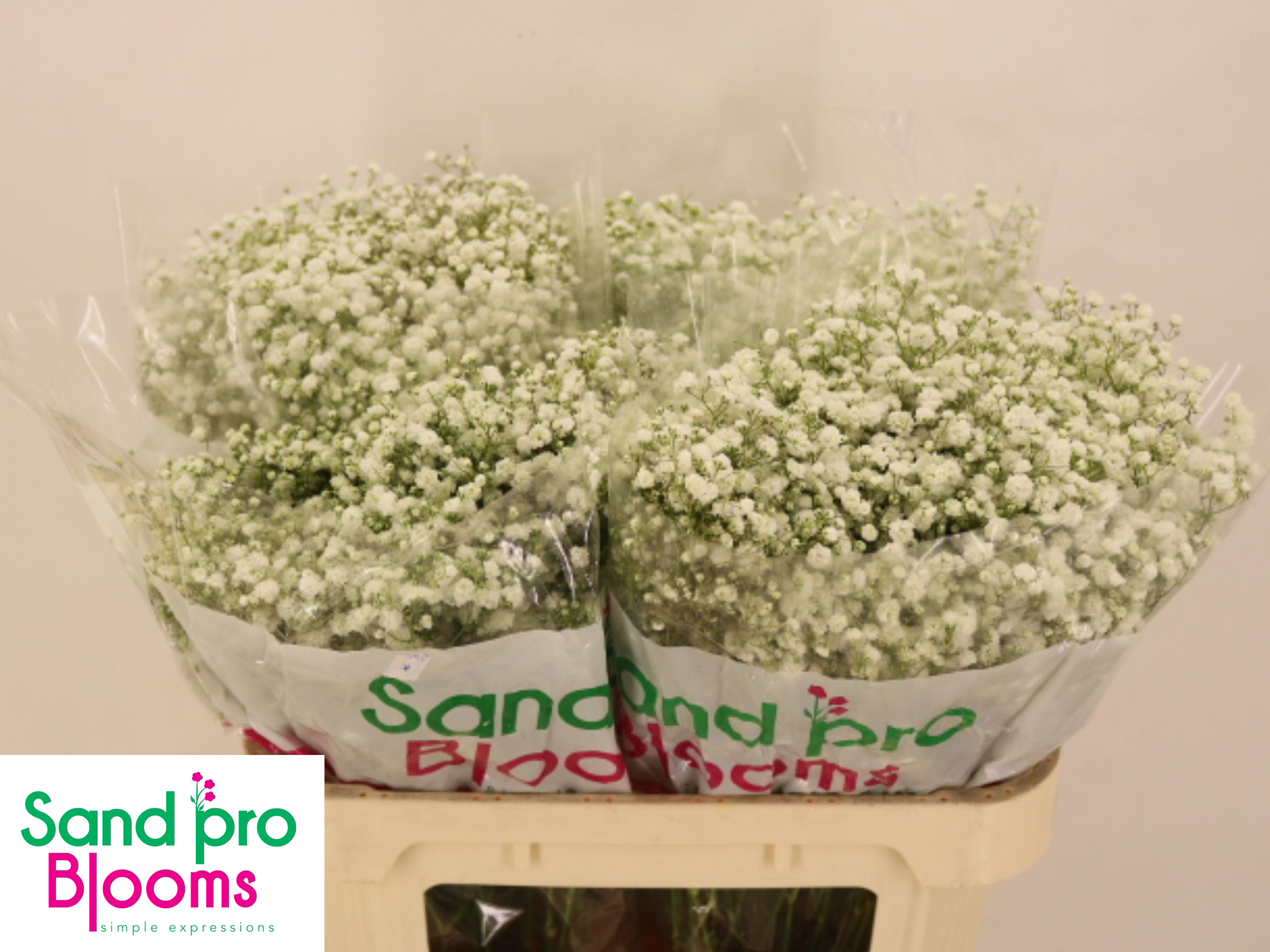 Gypsophila Xlence White 70cm 17gram