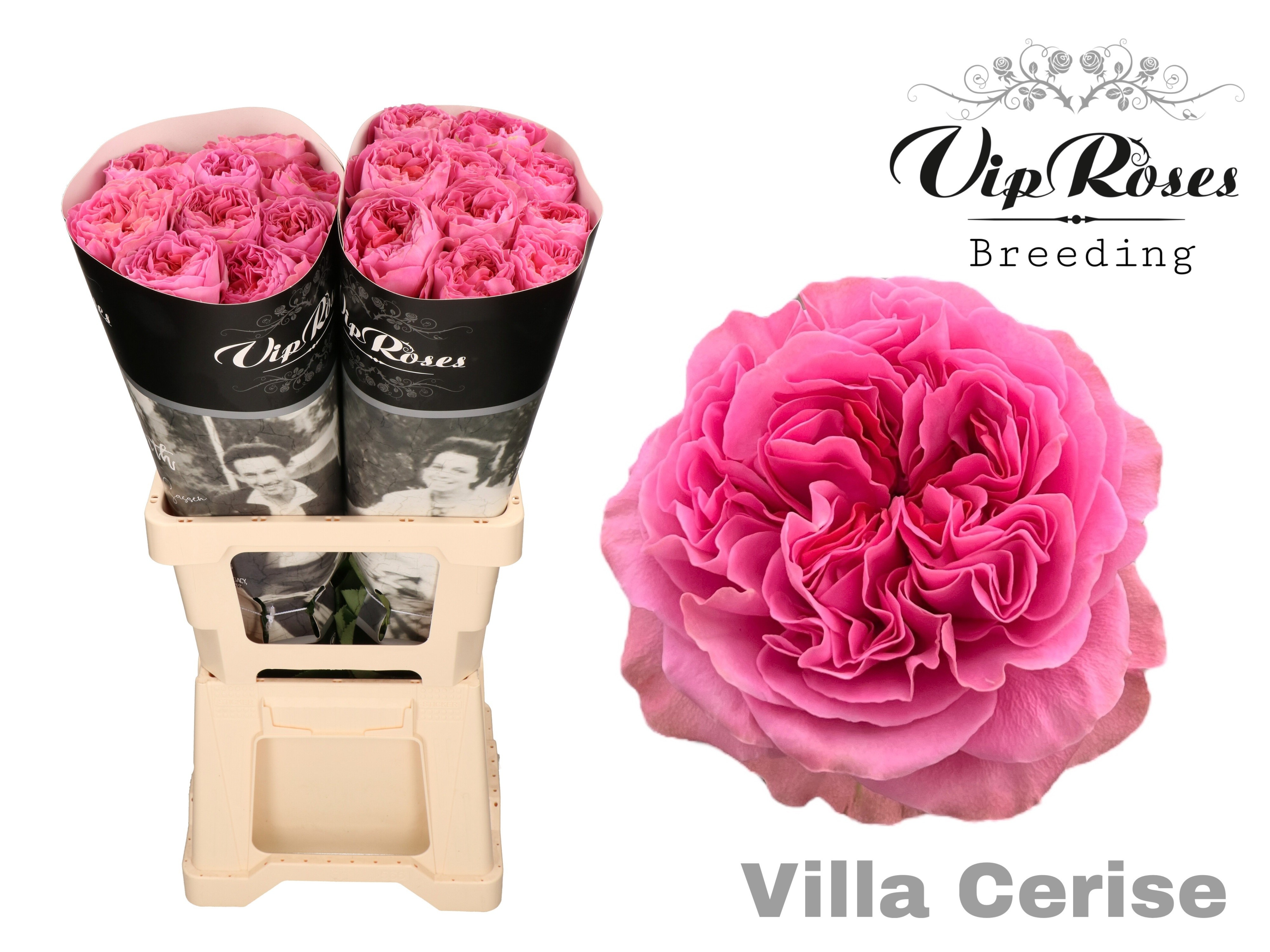 R Gr Villa Cerise