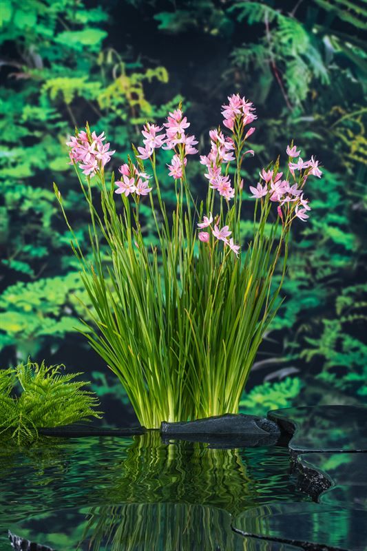 Schizostylis discount