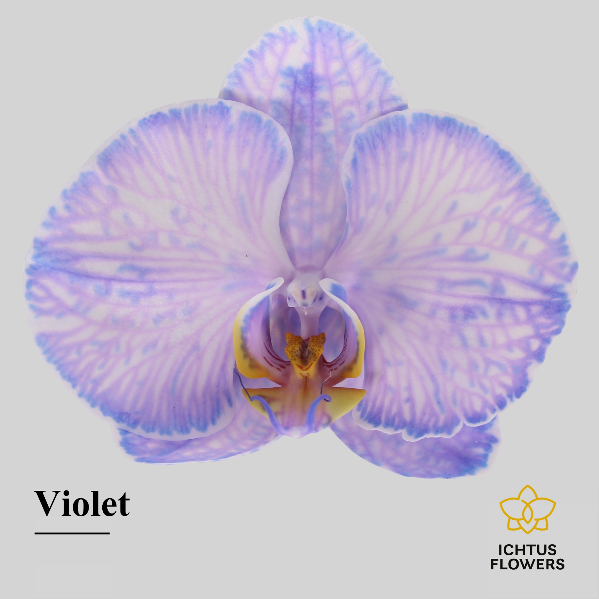 Phal Painted Violet Bloem 25 Bloemen