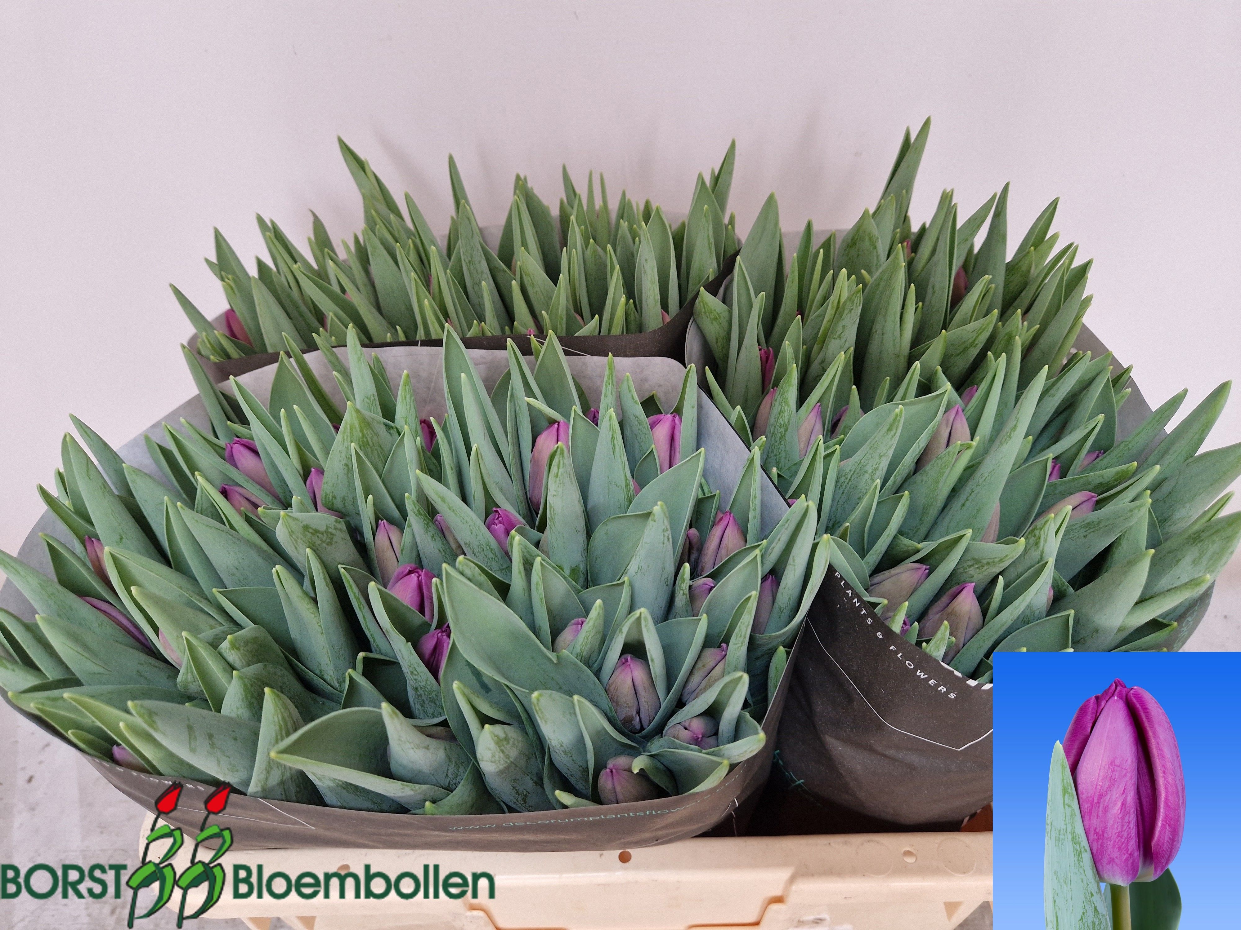 Tulipa Bullit 38cm 36gram