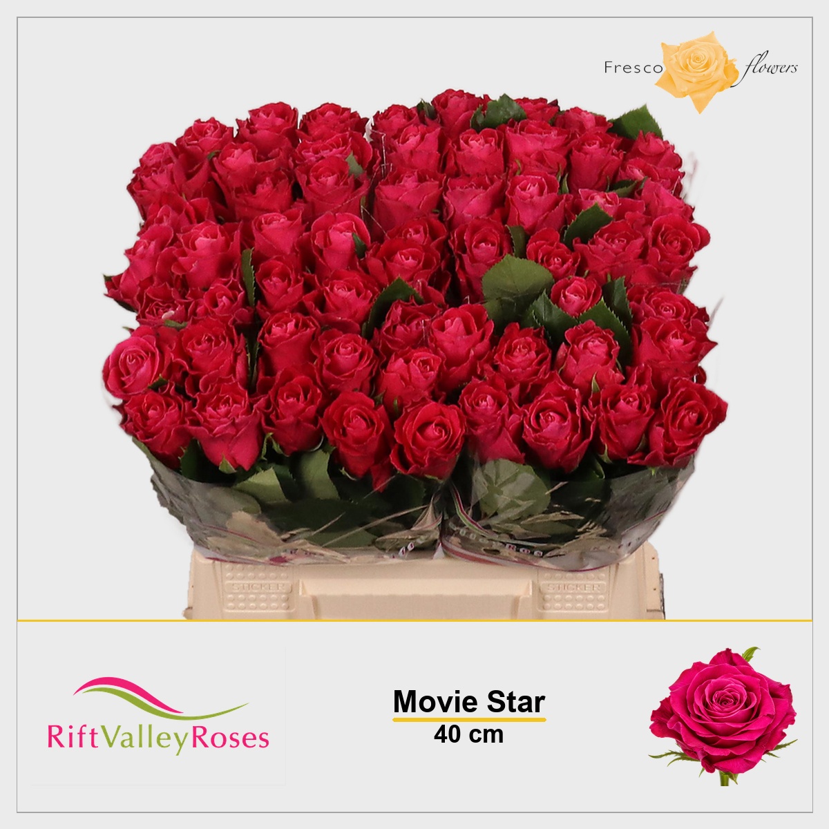 Rosa Movie Star 40cm