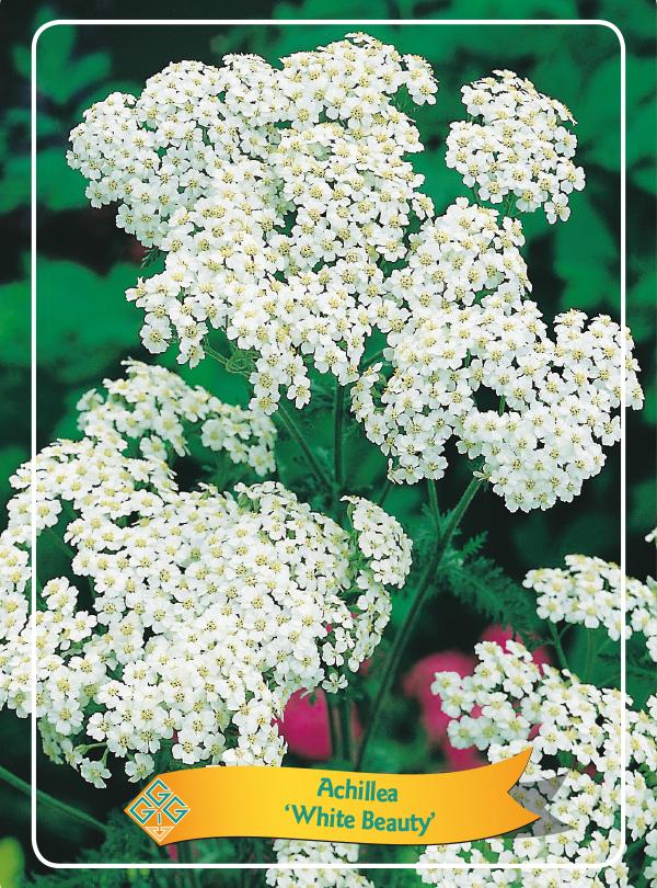 Picture of Achillea mix 6x10 srt. per shelve P11