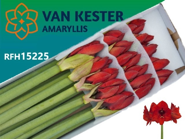 Hippeastrum Red Lion 4bl