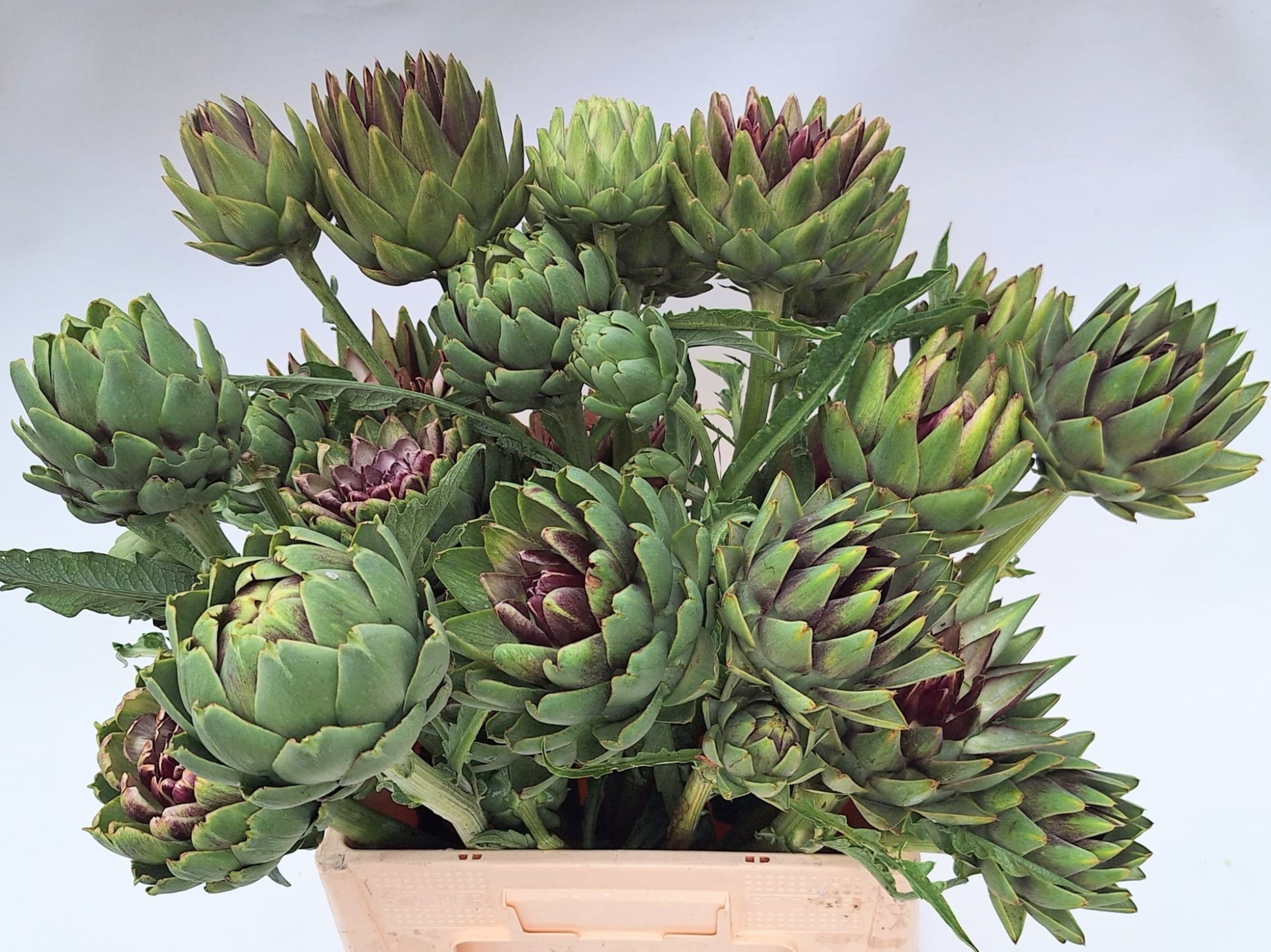 Cynara Sc Green Glob 70cm