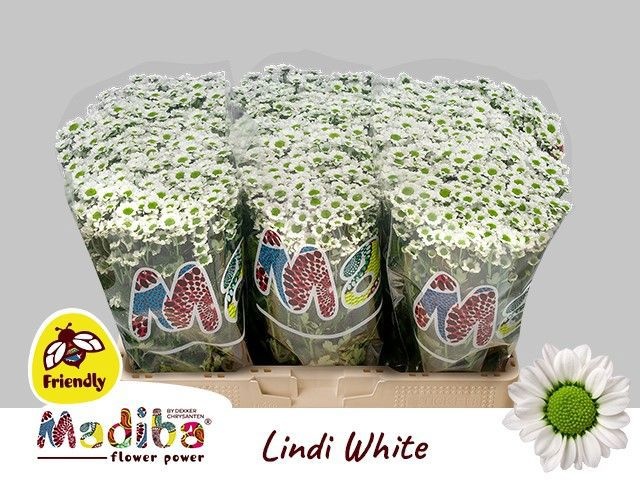 Chr San Mad Lindi Wh