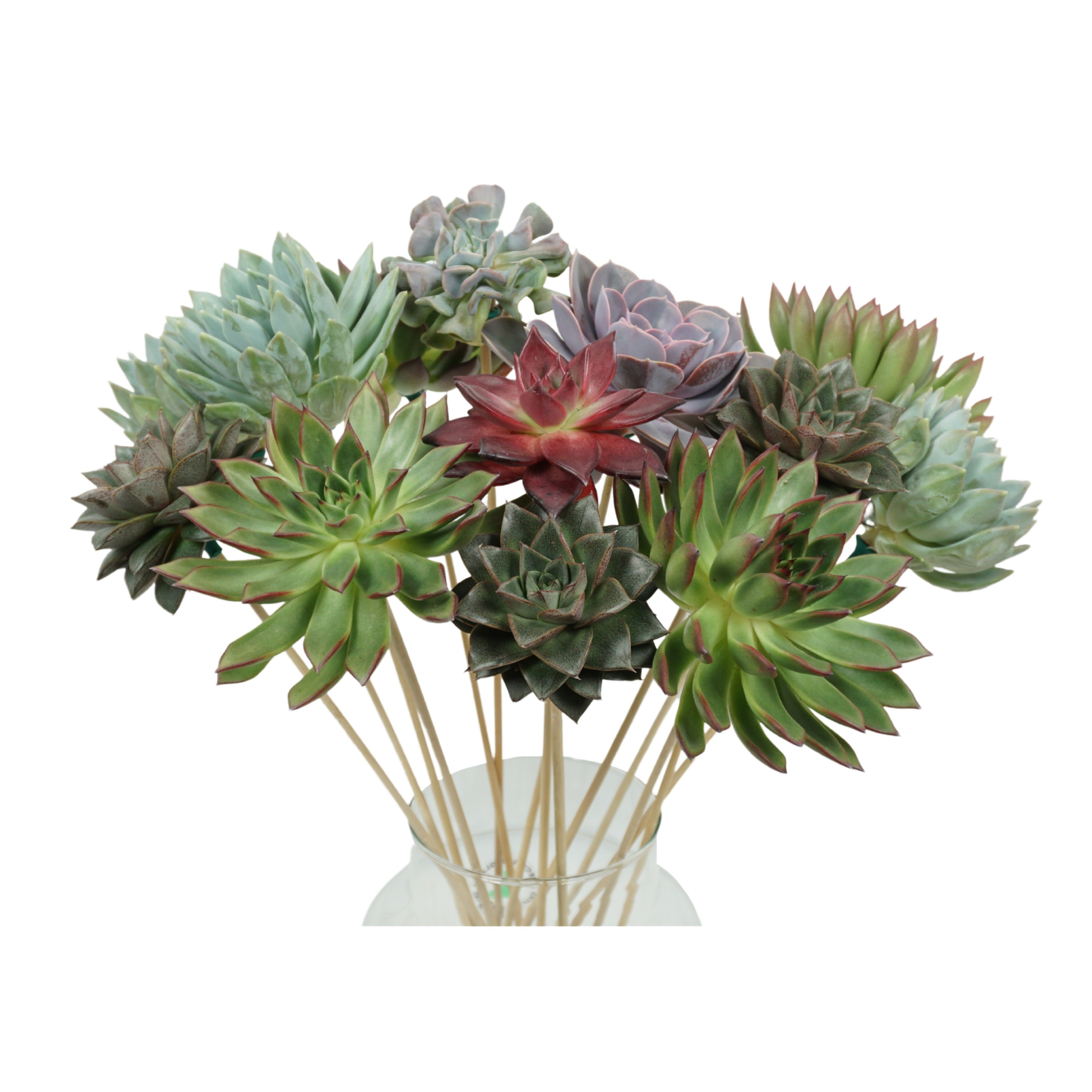 Succ Gemengd Sticculents XL