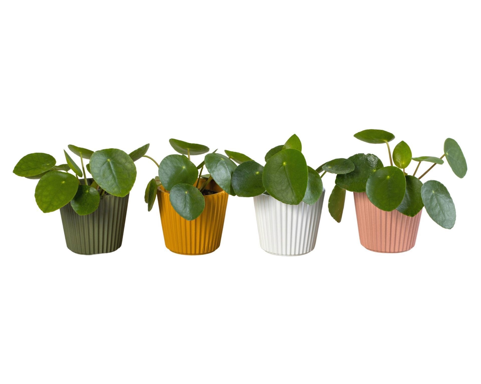 Pilea L 65914 with Pilea Peperomioides