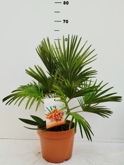Chamaerops vulcano