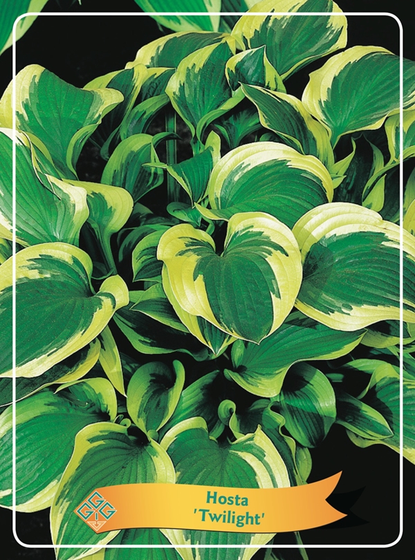 Picture of Hosta Mix 6x10 srt. per shelve P11