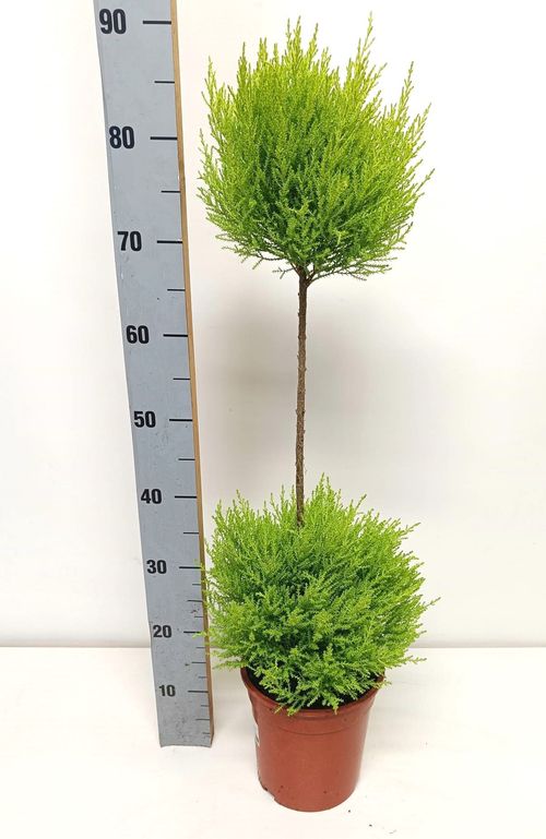 Cupressus Goldc. Wilma duobol p19