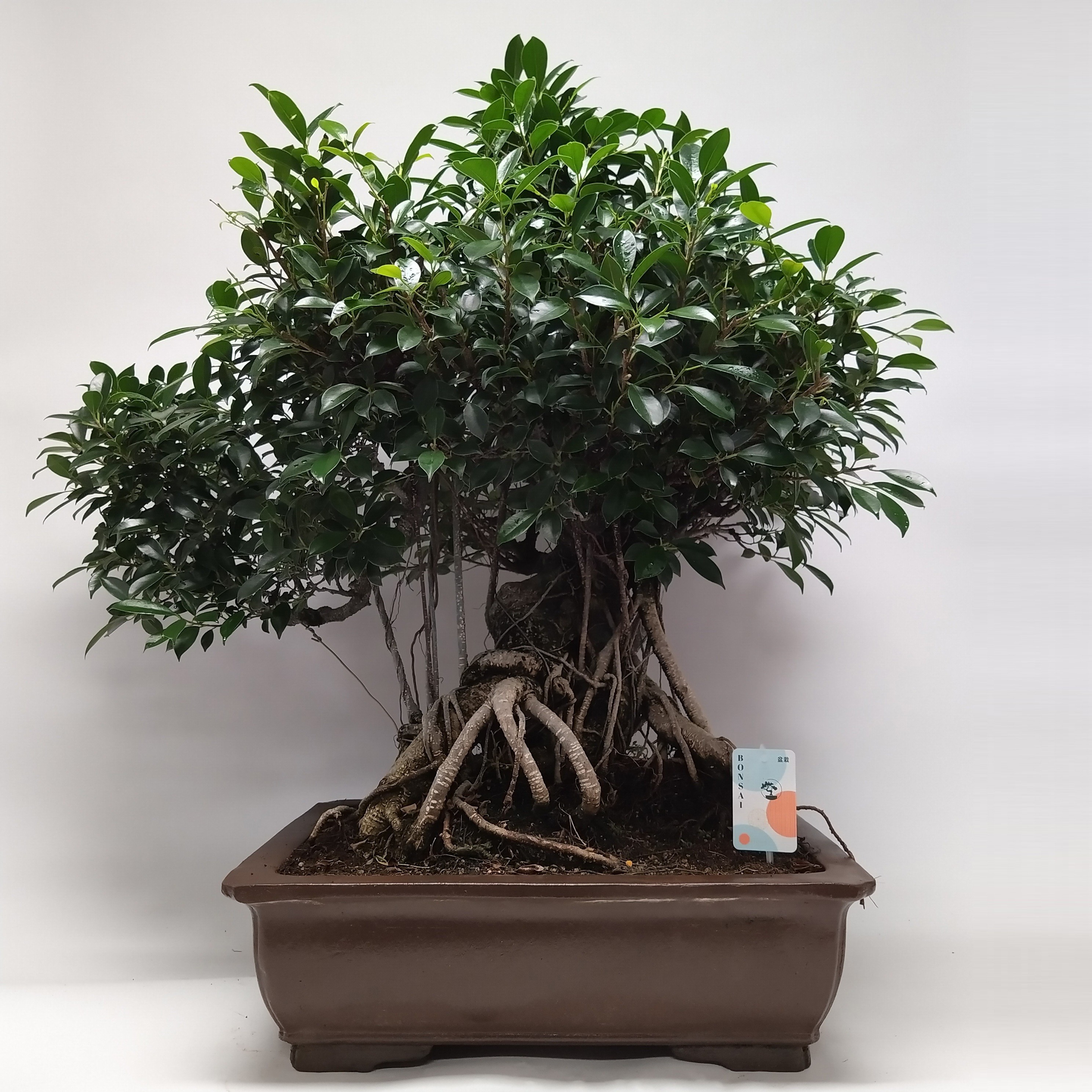 bonsai cherry blossom White Cherry Blossom Bonsai Tree Seeds