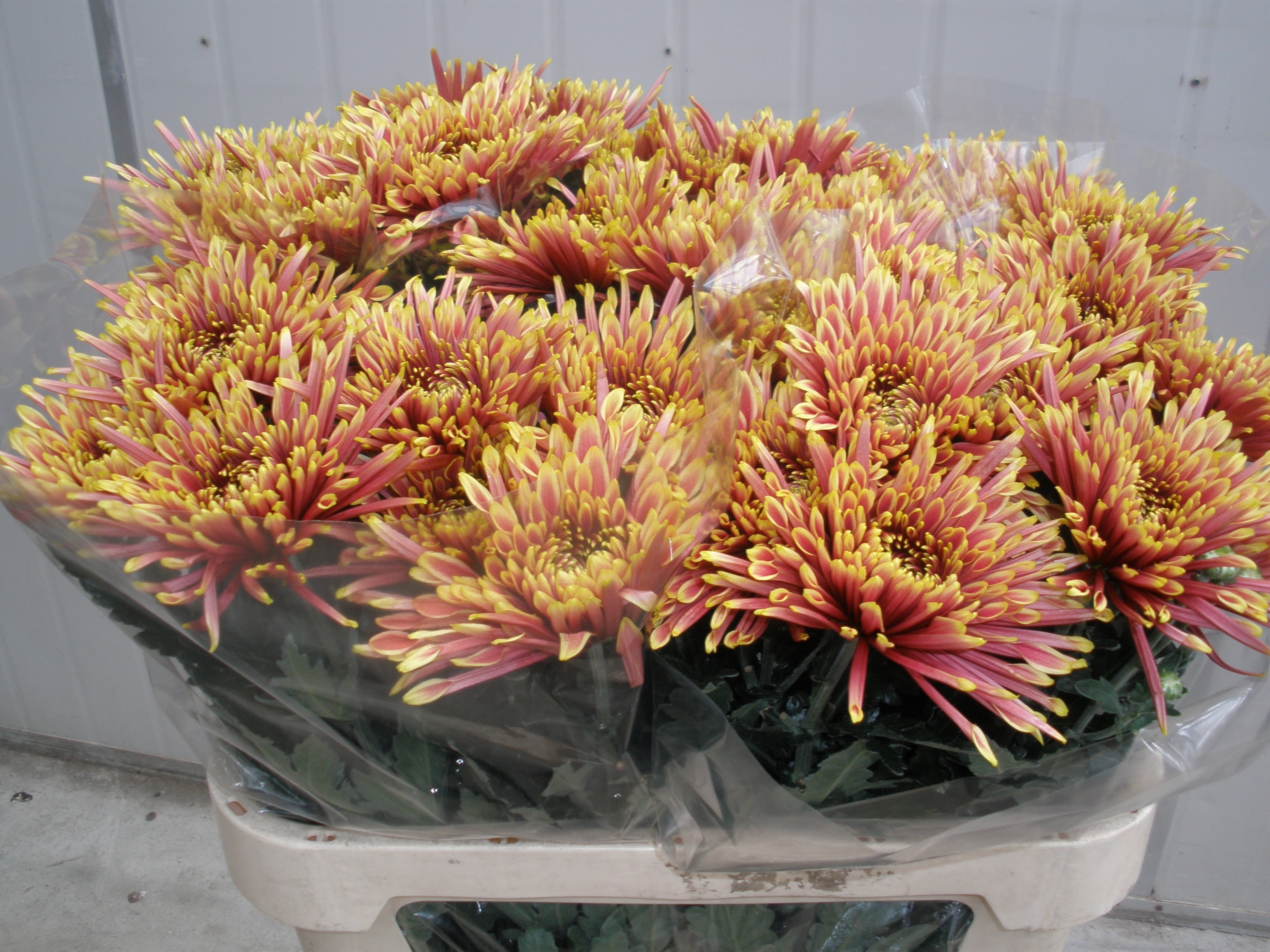 Chr G Tula Autumn 80cm 115gram