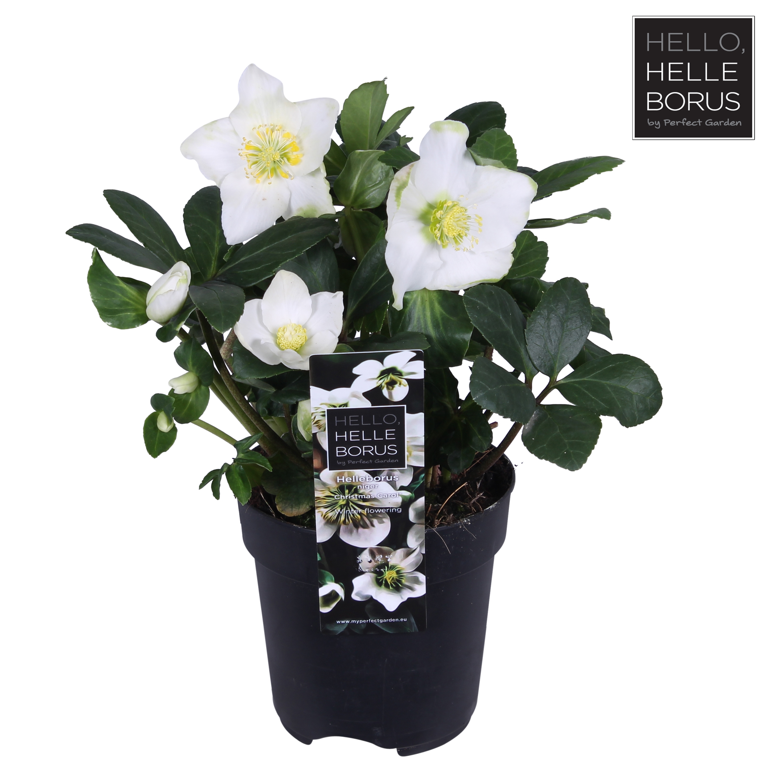 Picture of Helleborus niger 'Christmas Carol' P12 (L)