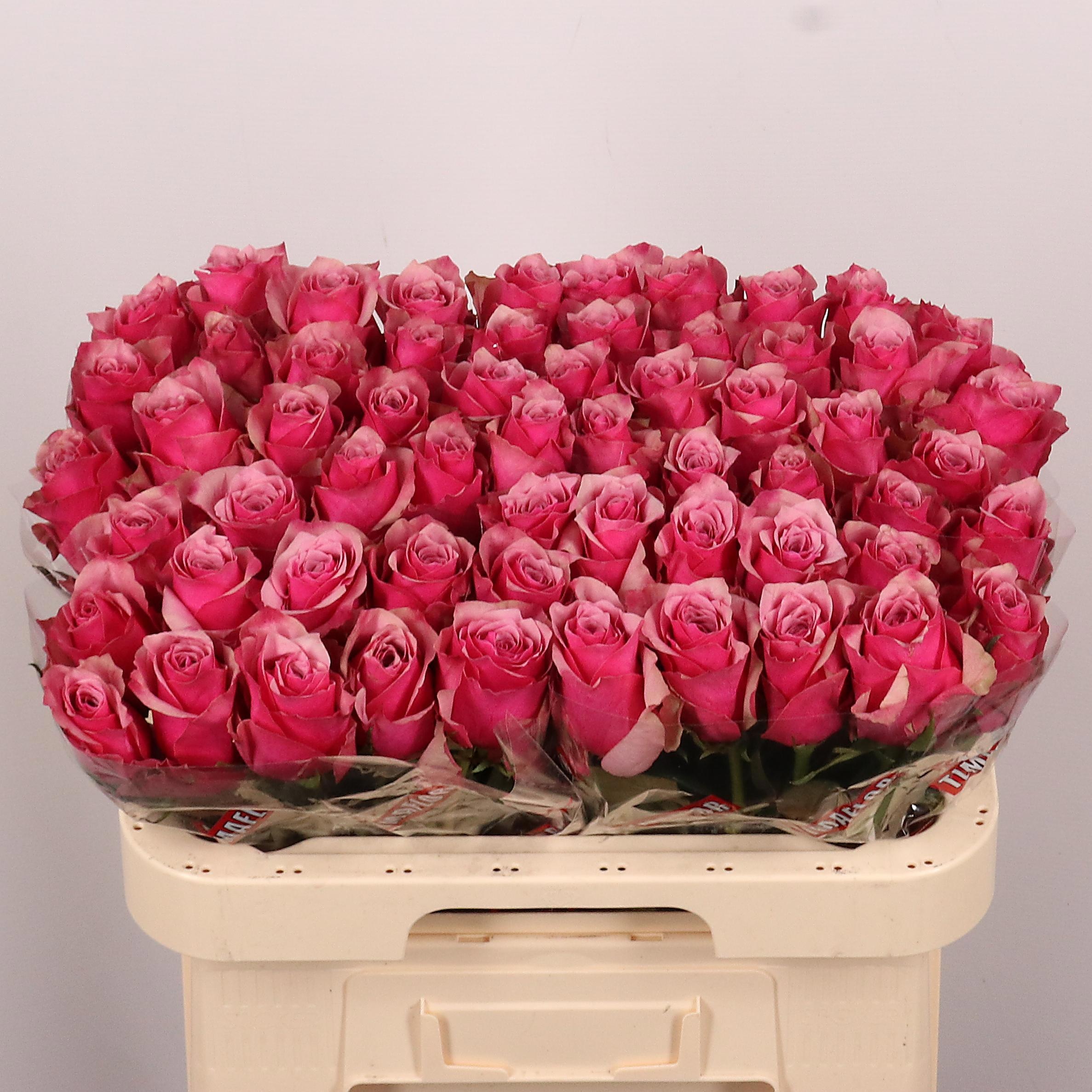 Rosa Majestic Athena 60cm