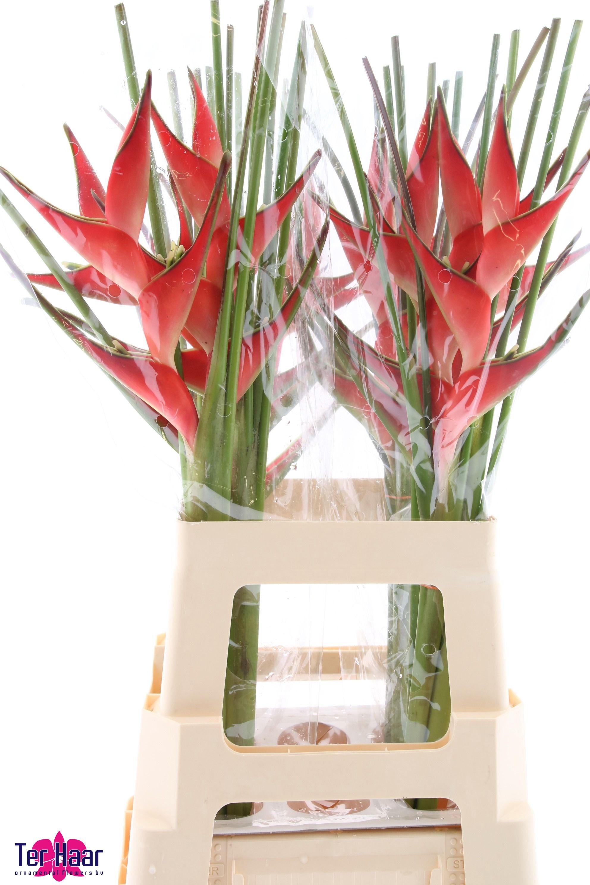 Heliconia Bq 3 50cm