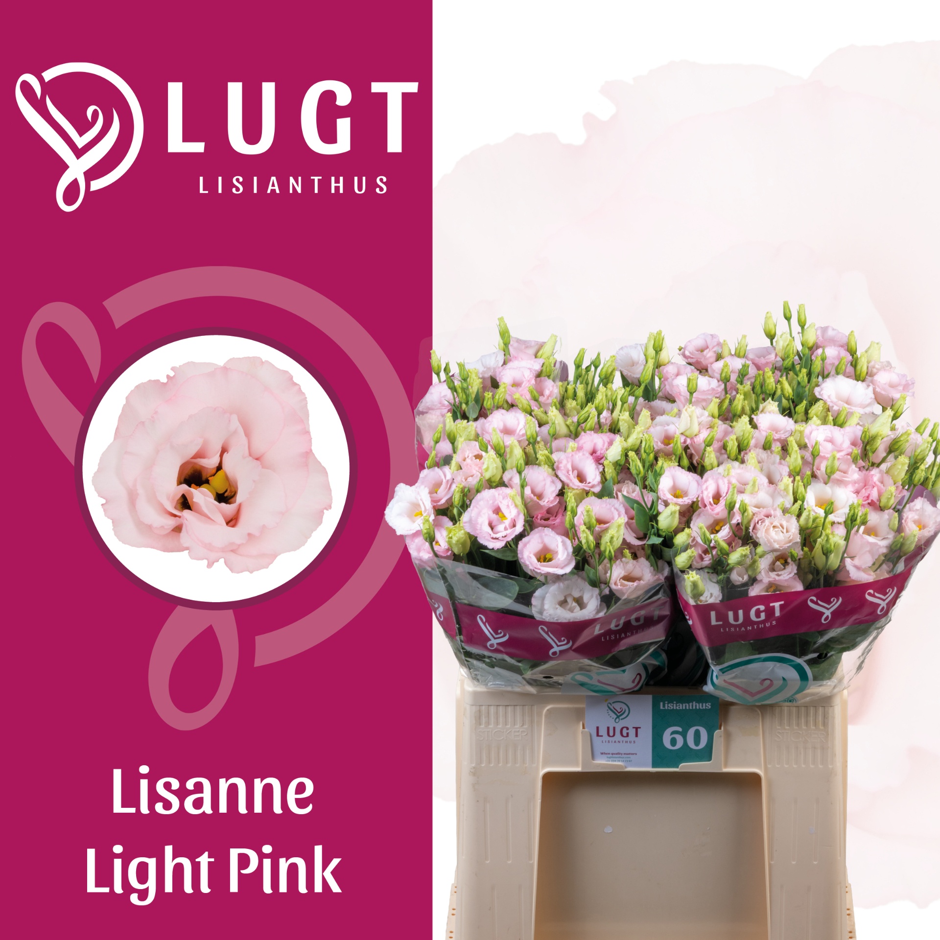 Lisianthus Double Lisanne Light Pink 60cm