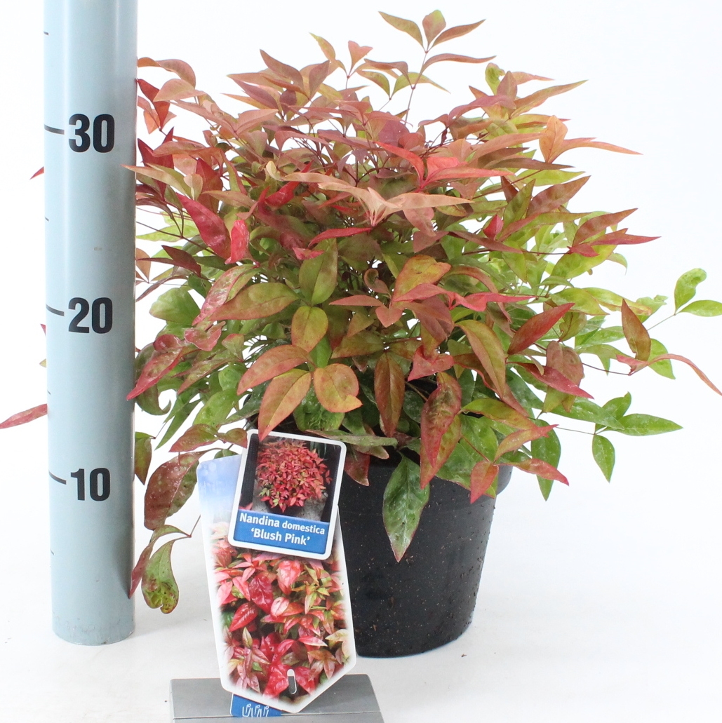 Picture of Nandina domestica Blush Pink P17 (2 Ltr)