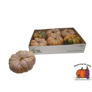 Cucurbita moschata 'Hayato' - Overig sierfruit