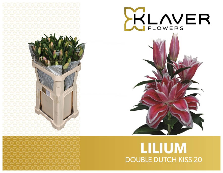 Li Or Du Dd Kiss 75cm 2/4bl