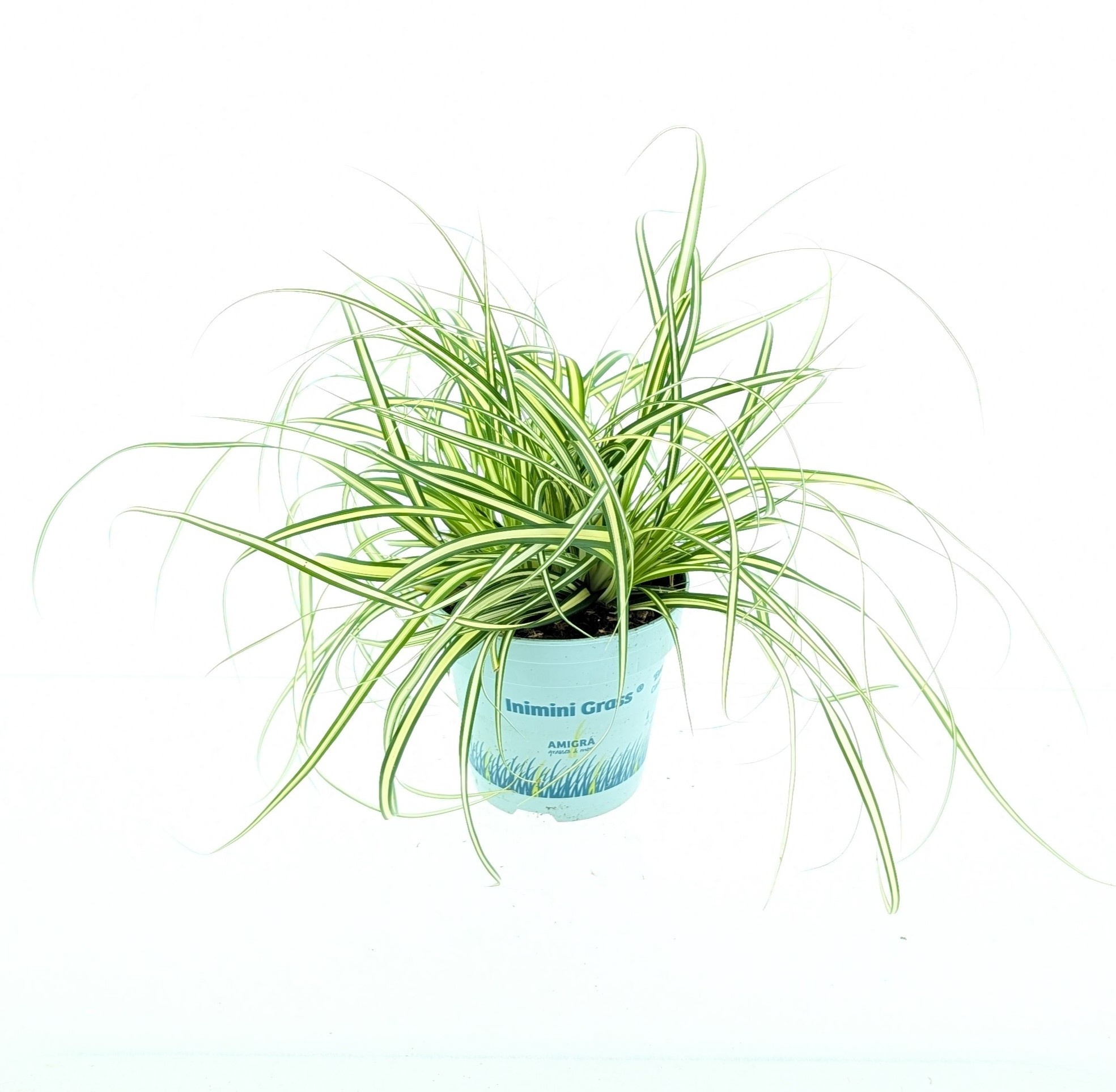 Picture of Carex oshimensis 'Evergold'