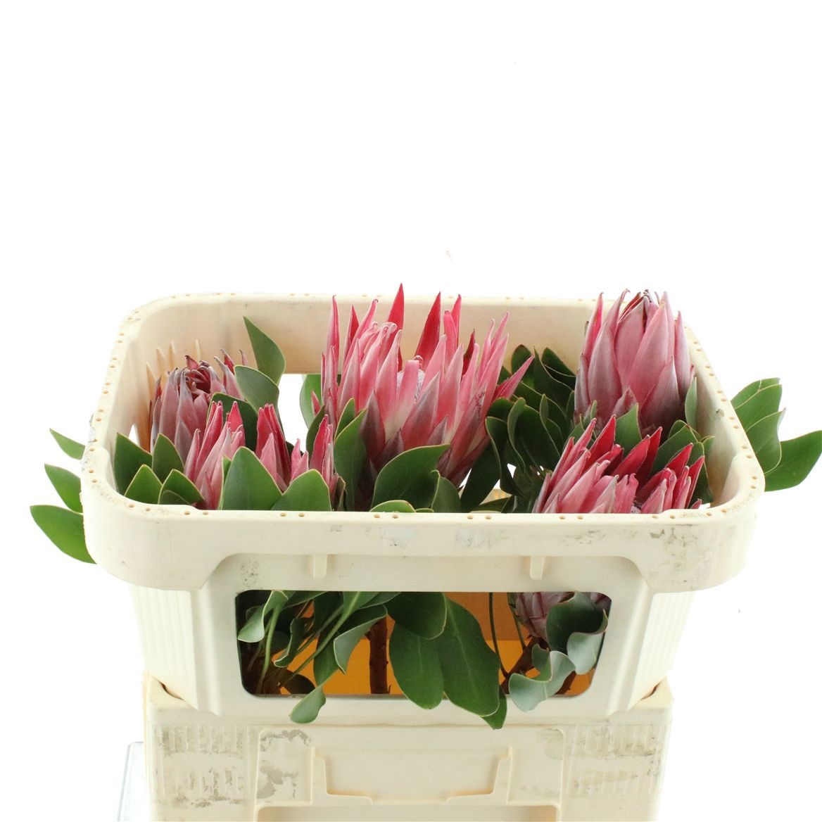 Protea Cynaroides 60cm