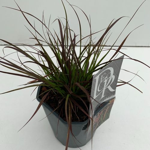 Pennisetum 'Rubrum Dwarf' p17 Cammeraat