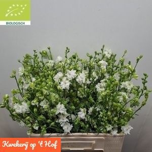 Consolida White (LARKSPUR) 60cm
