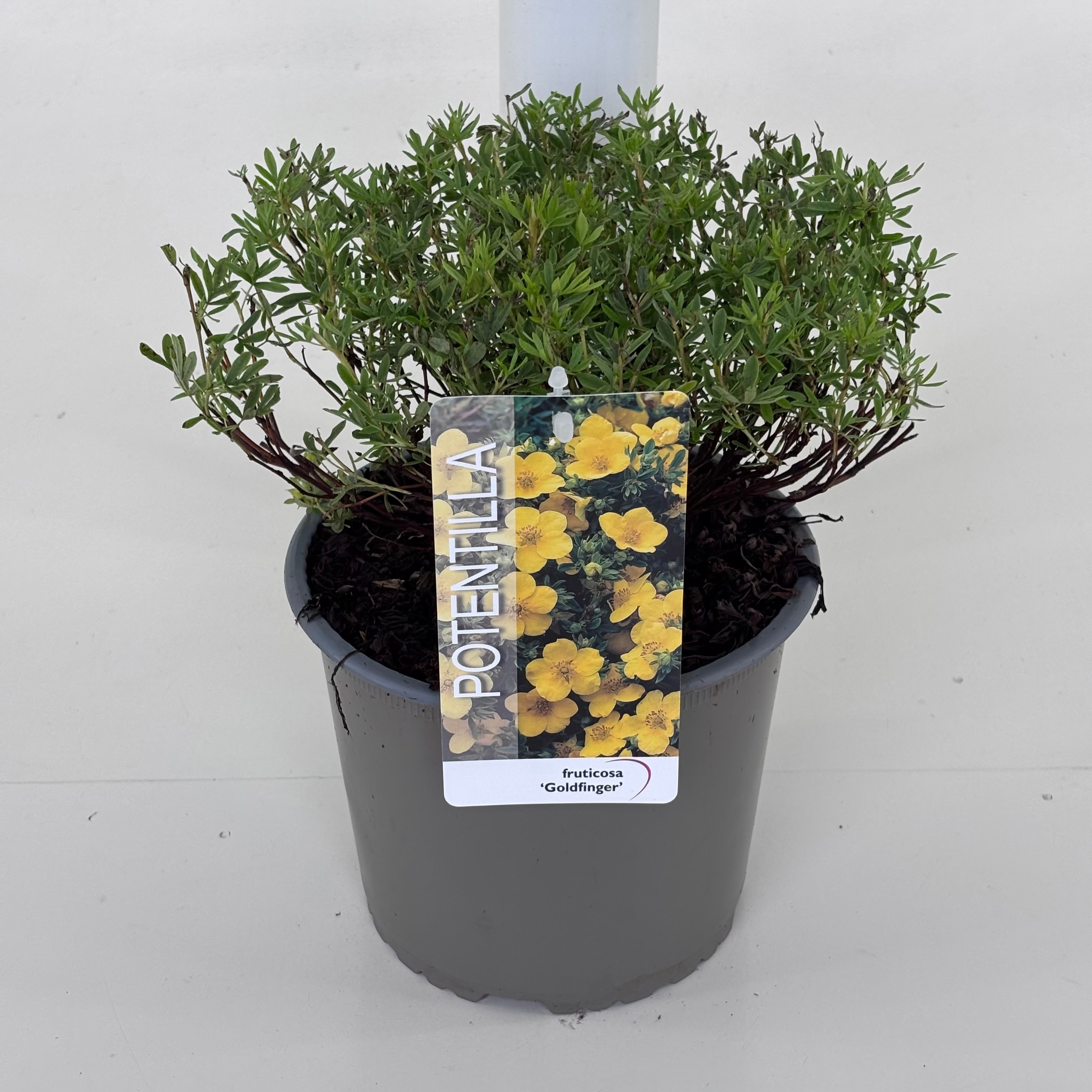 Potentilla f. 'Goldfinger'