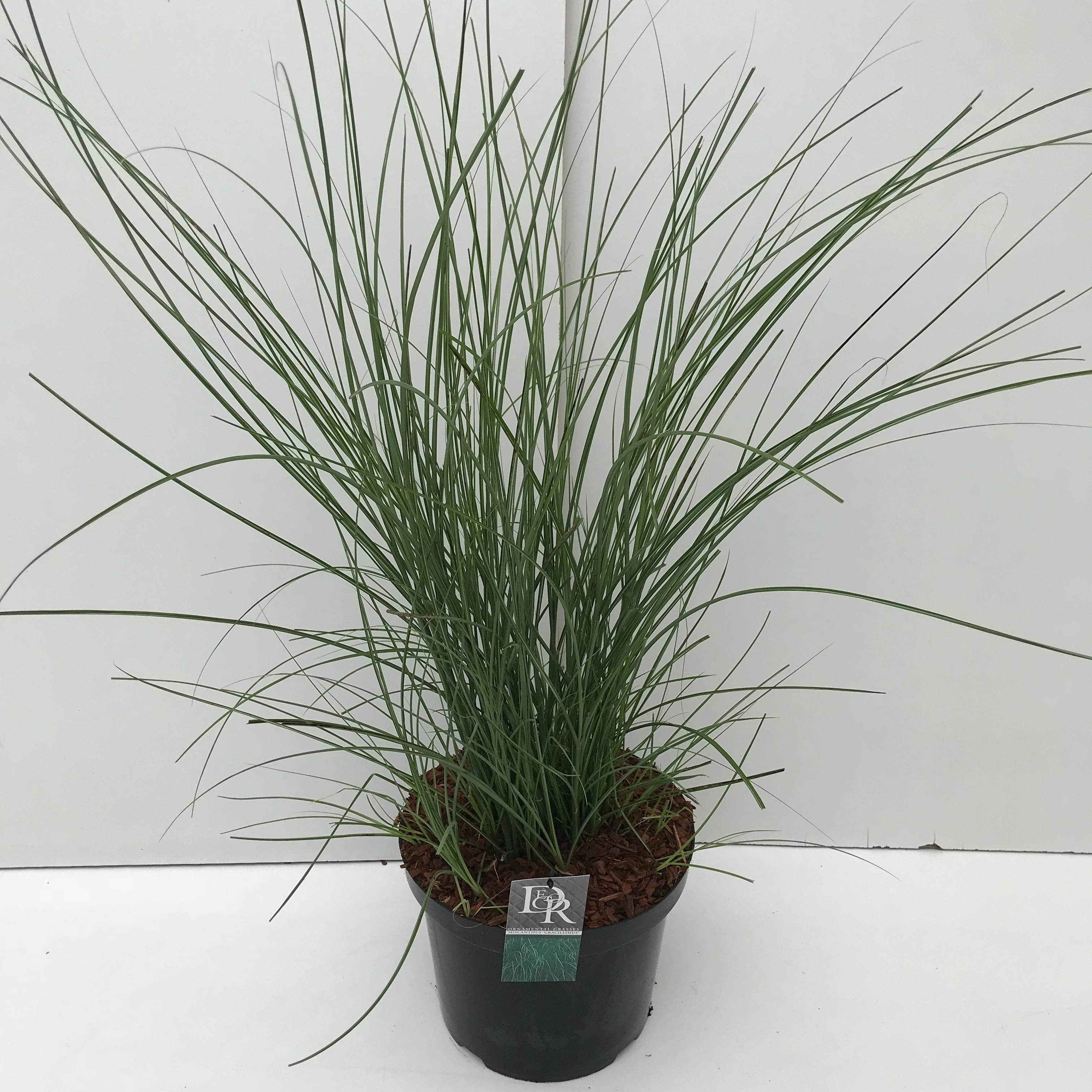 Miscanthus sinensis 'Gracillimus'