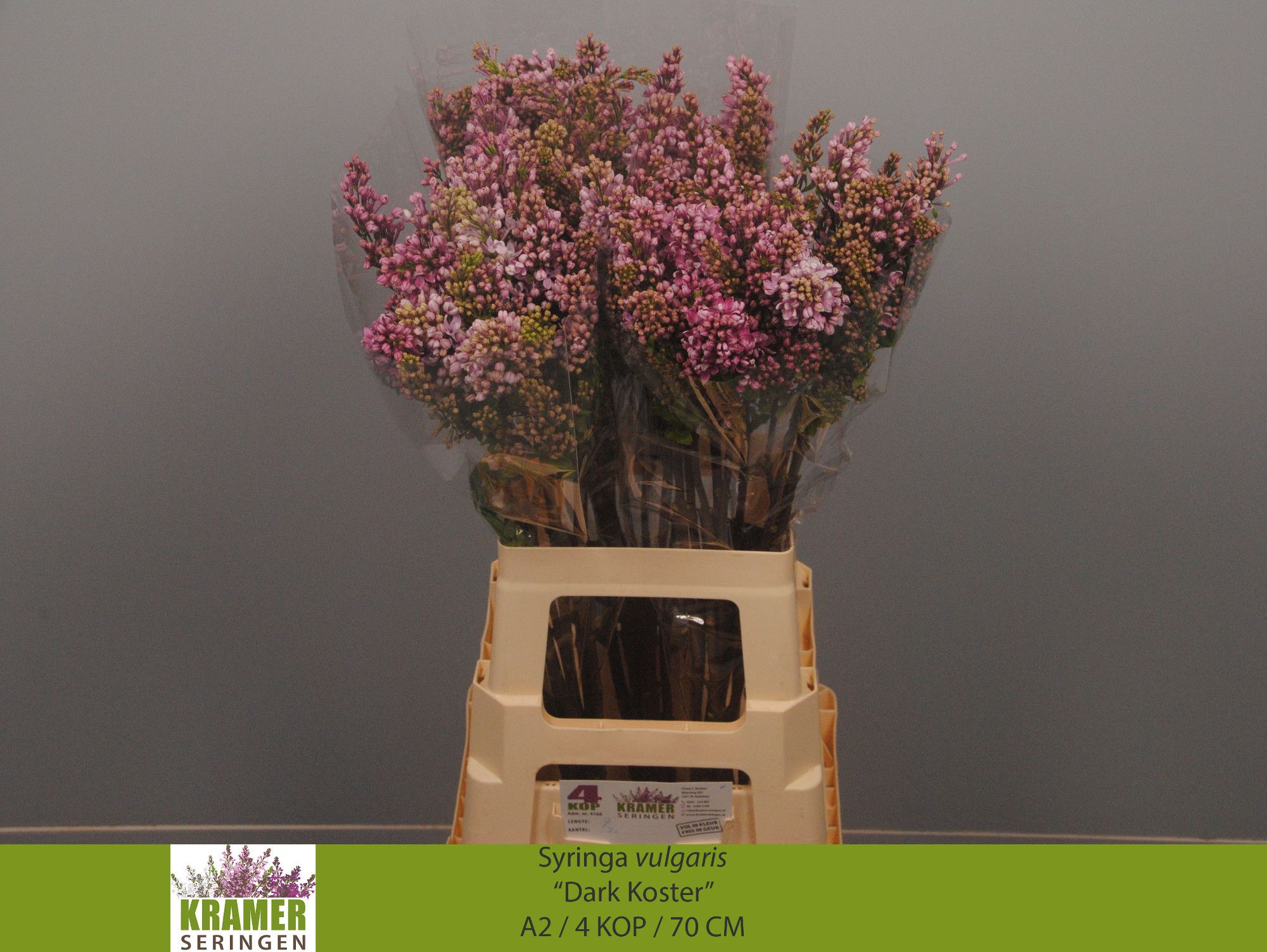 Lilac Dark Koster 70cm 4