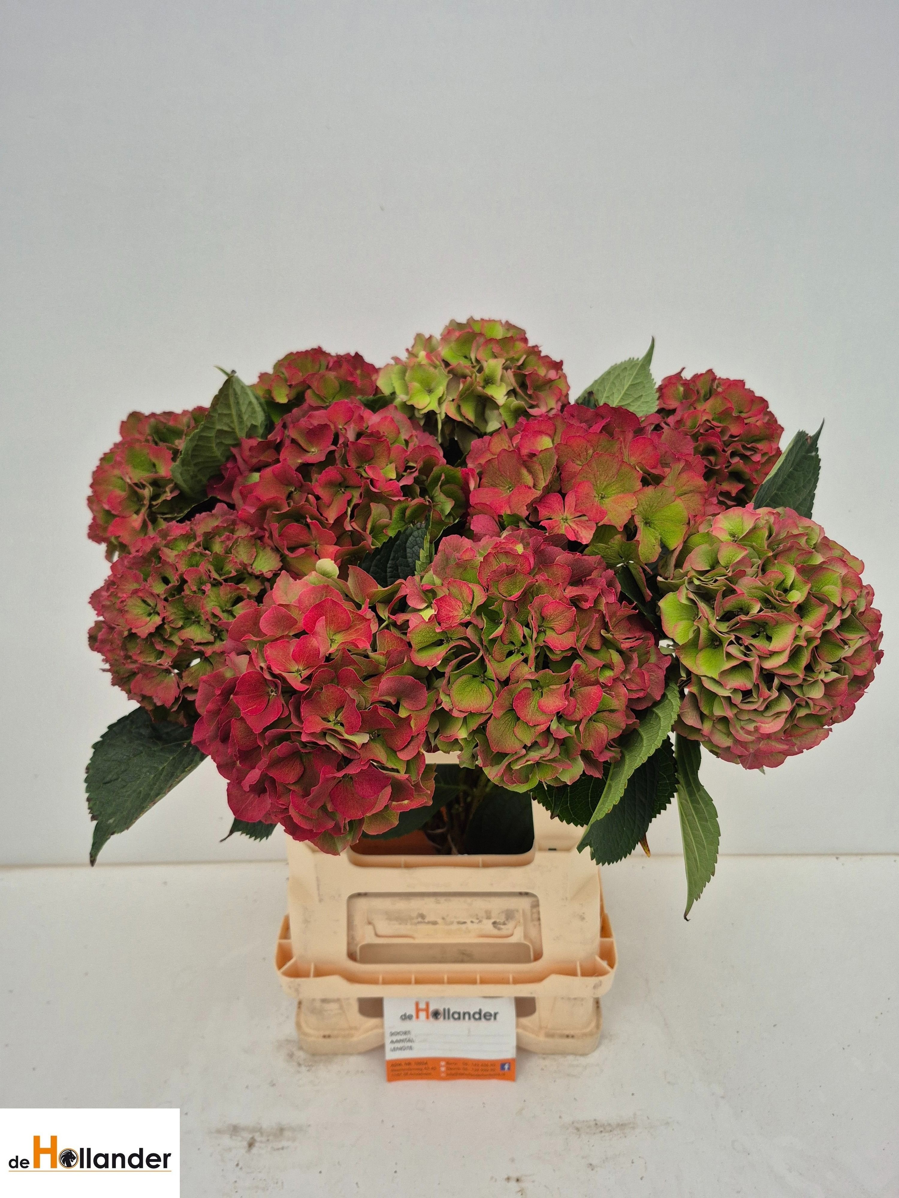 Hydrangea Royal Palace Classic 60cm 15Ø