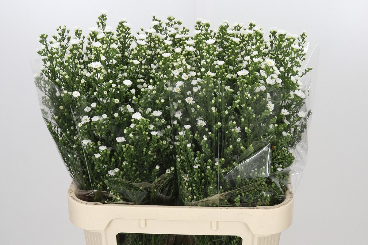 Aster Paquita 80cm 40gram