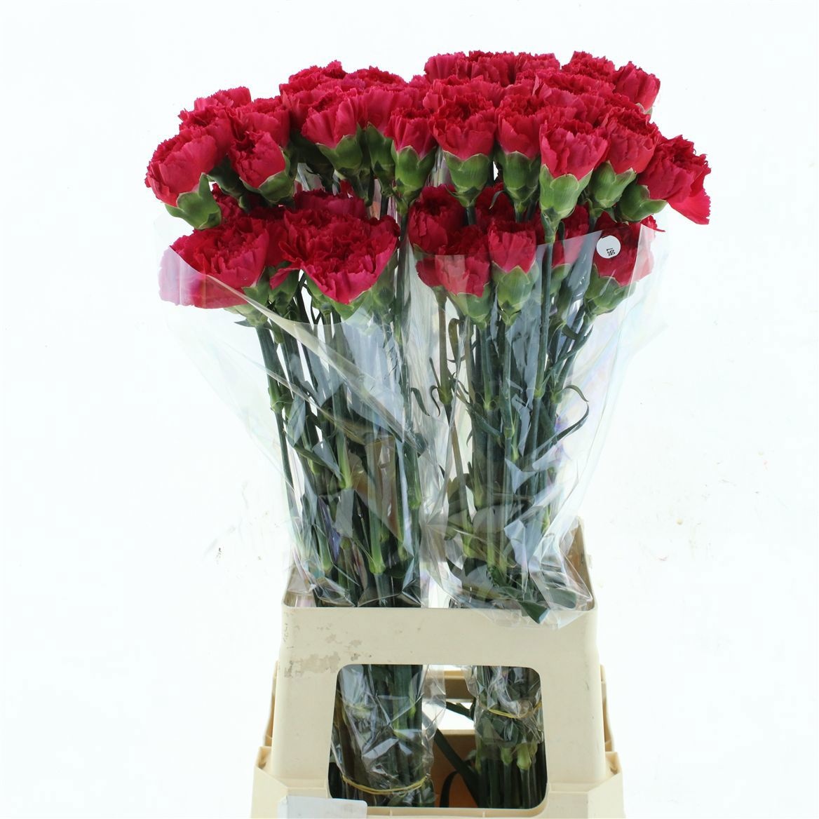 Dianthus St Bizet 70cm