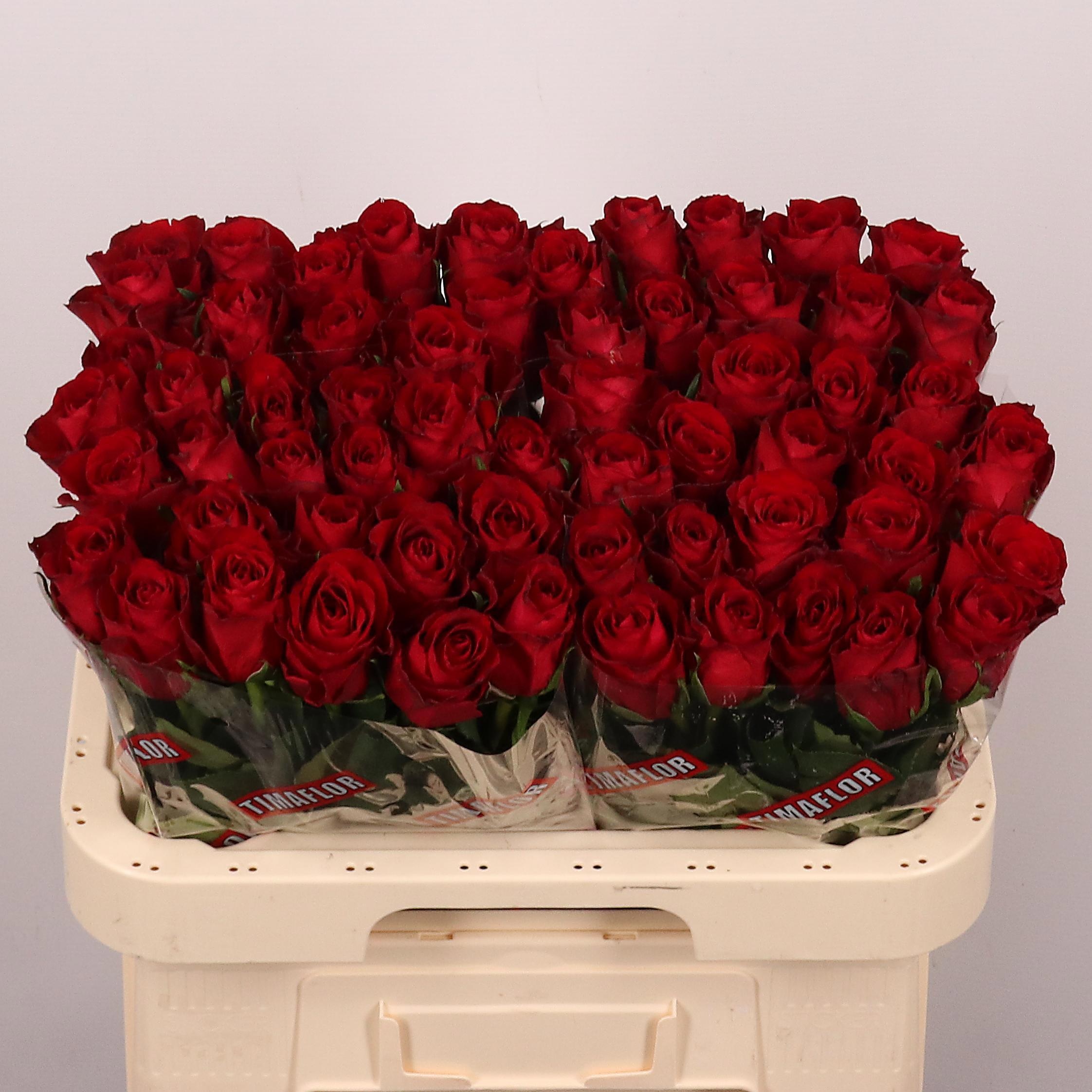 Rosa Madam Red 60cm