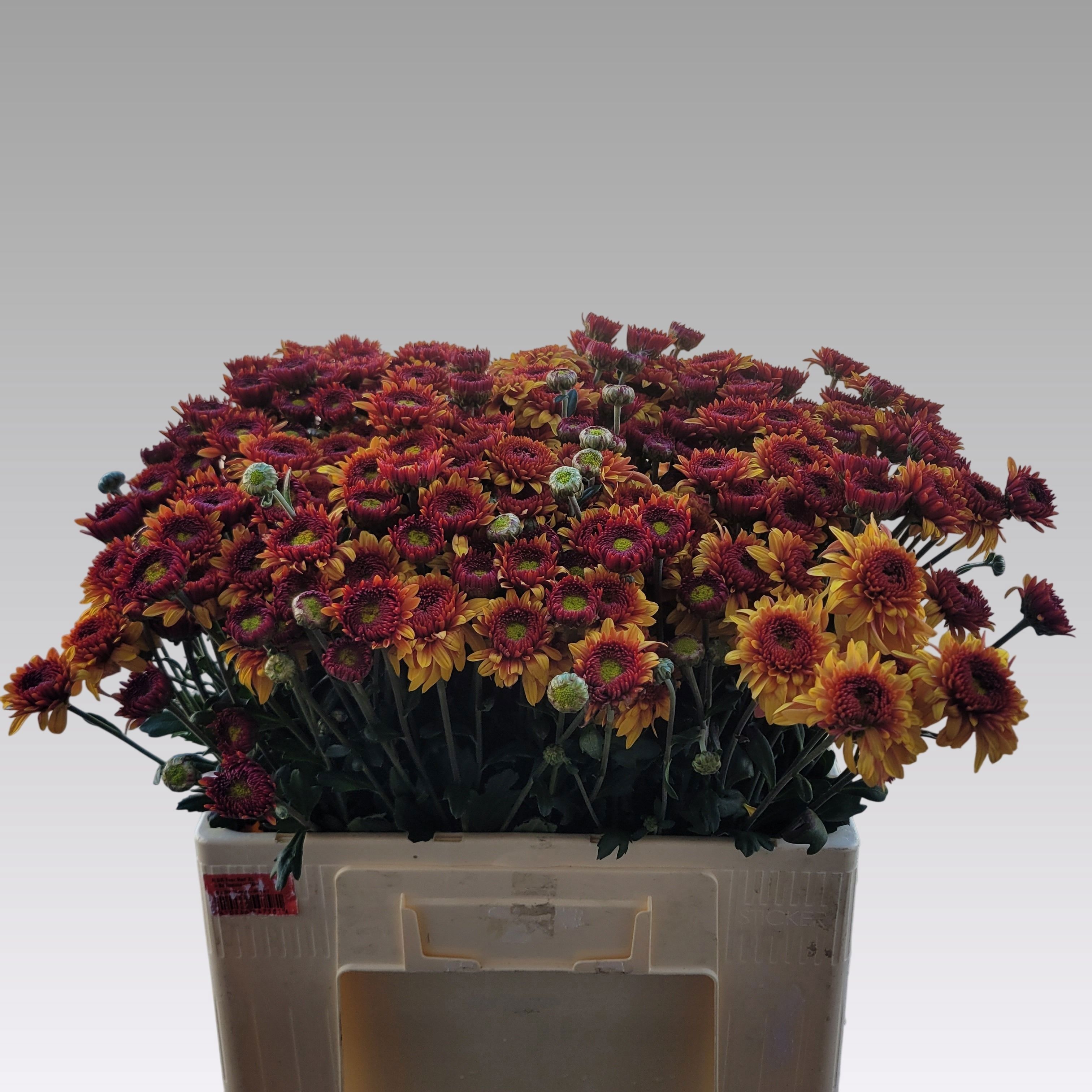 Chrysant Tbu Beppie Bronze 50cm 55gram