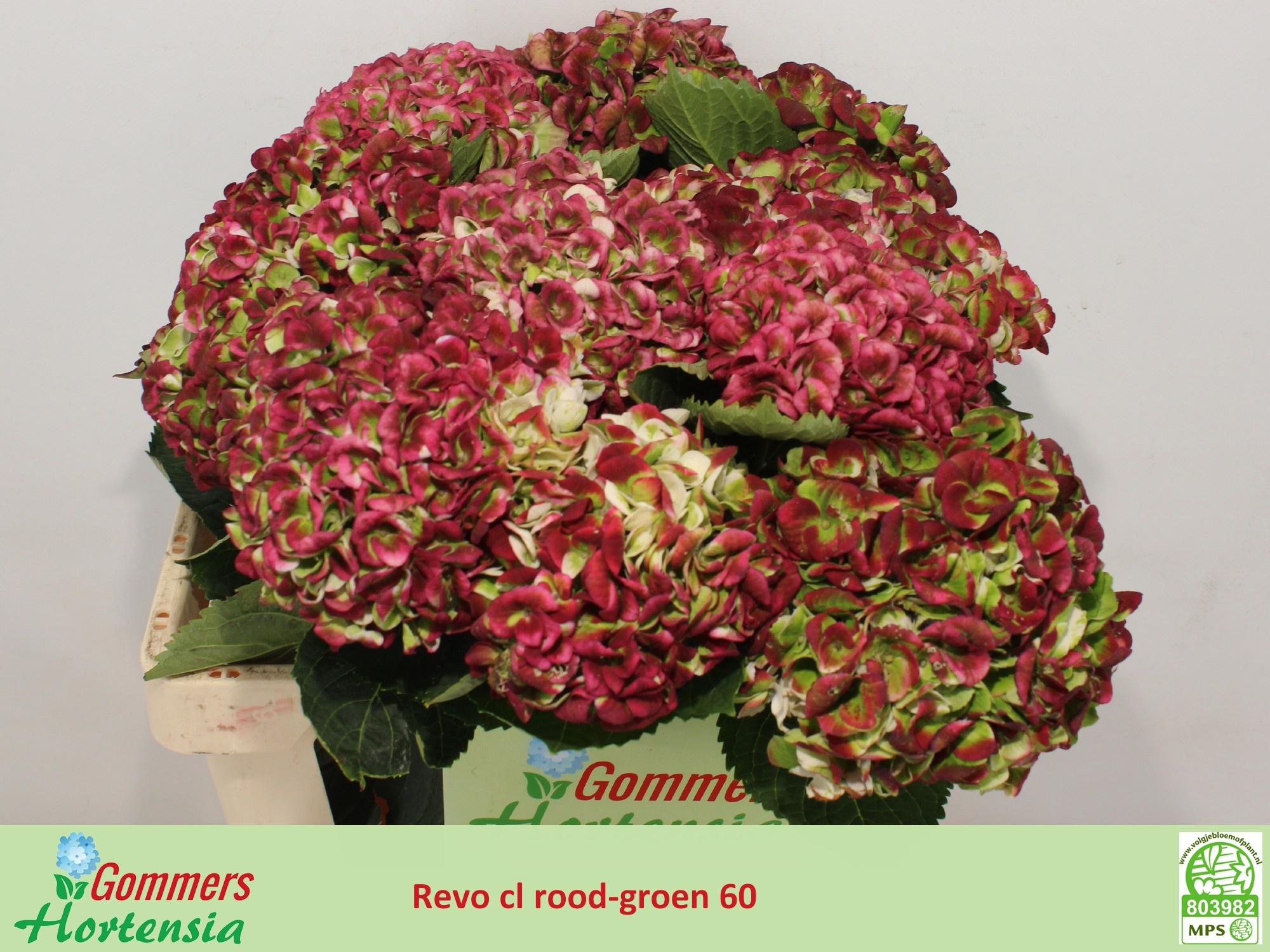 Hydrangea Revolution Pink/green 60cm 12Ø
