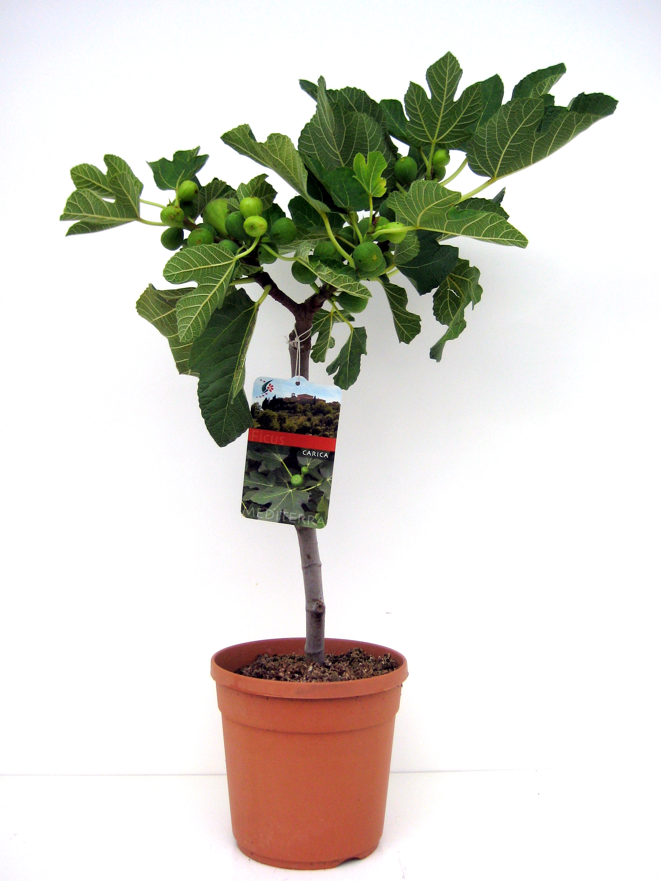 Picture of Ficus carica P21 (4 Ltr) 120CM