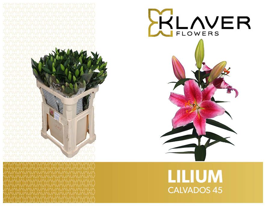 Lilium Or Calvados 80cm 4/5bl