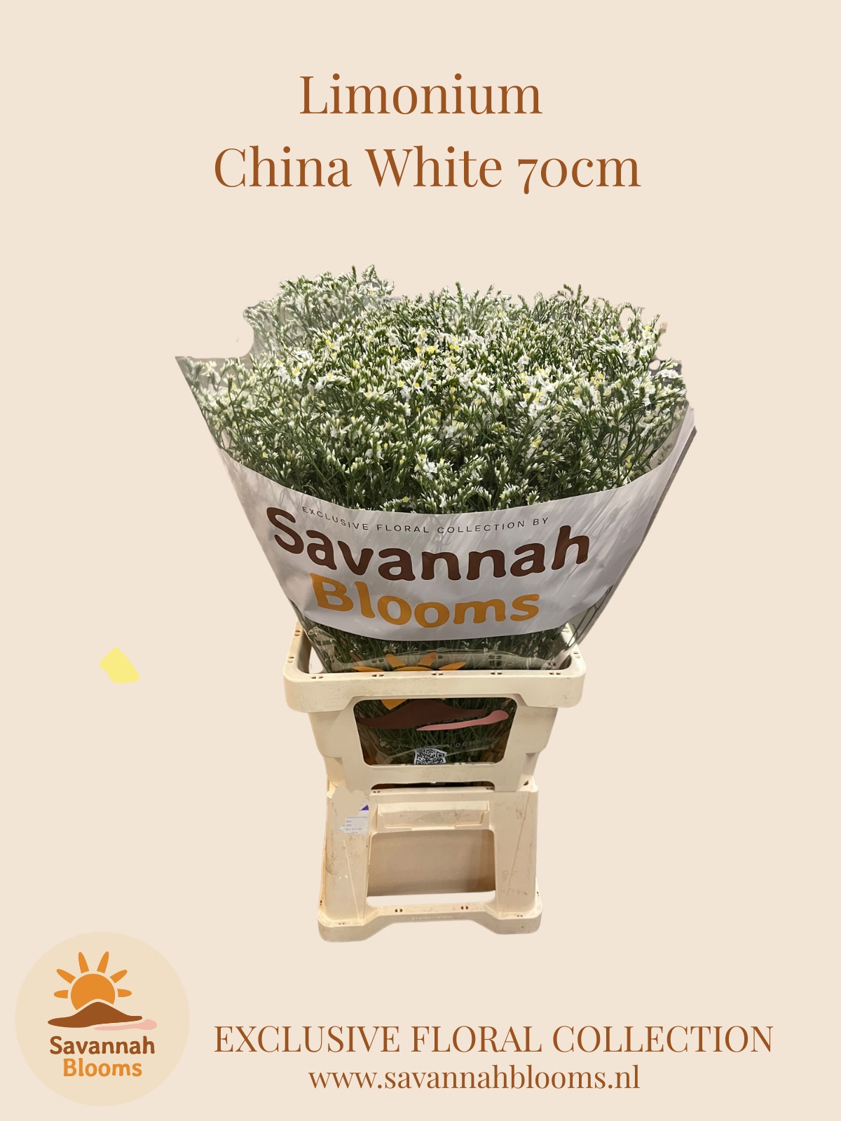 Limonium Sin China Whi 70cm 35gram