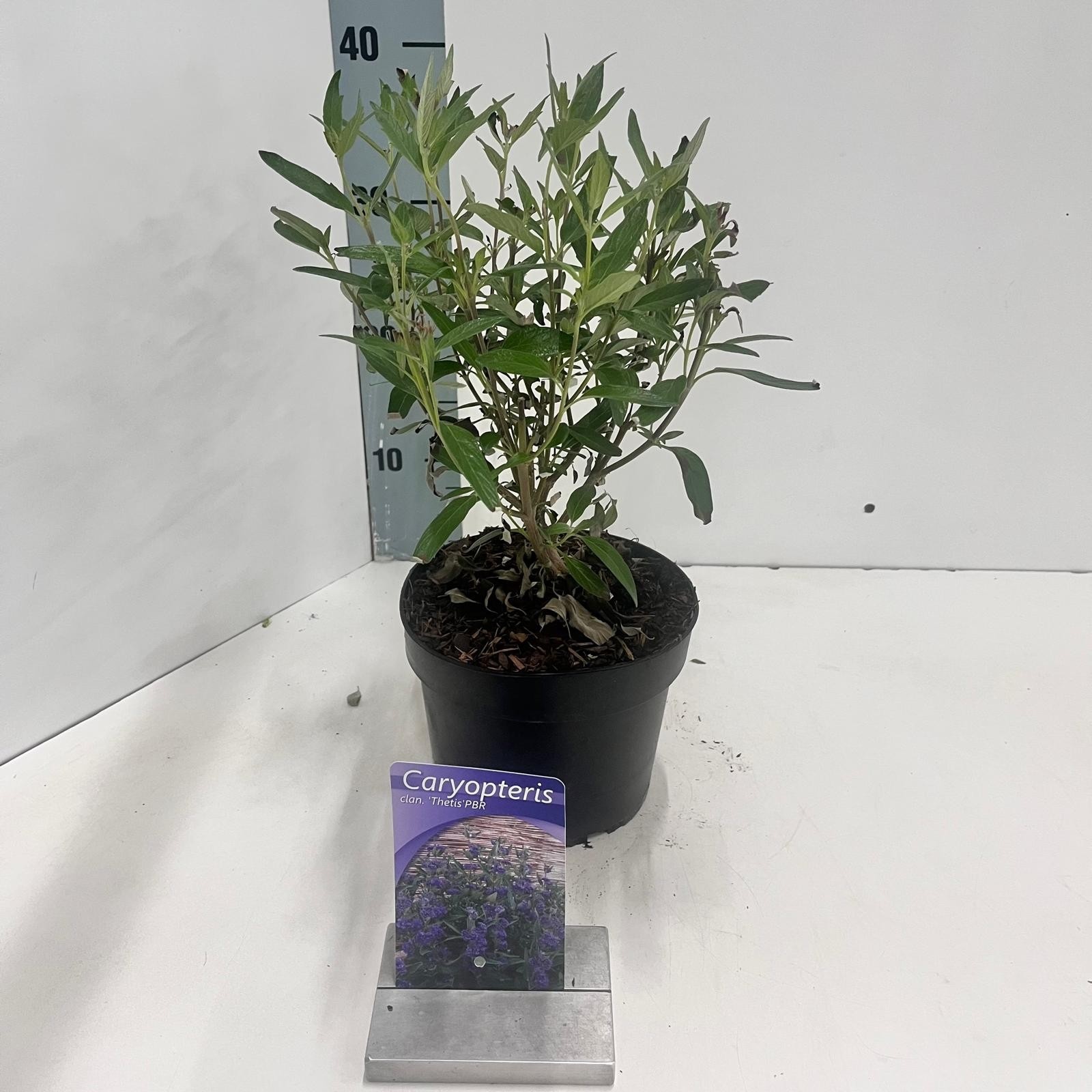 Picture of Caryopteris cland. 'Thetis' PBR