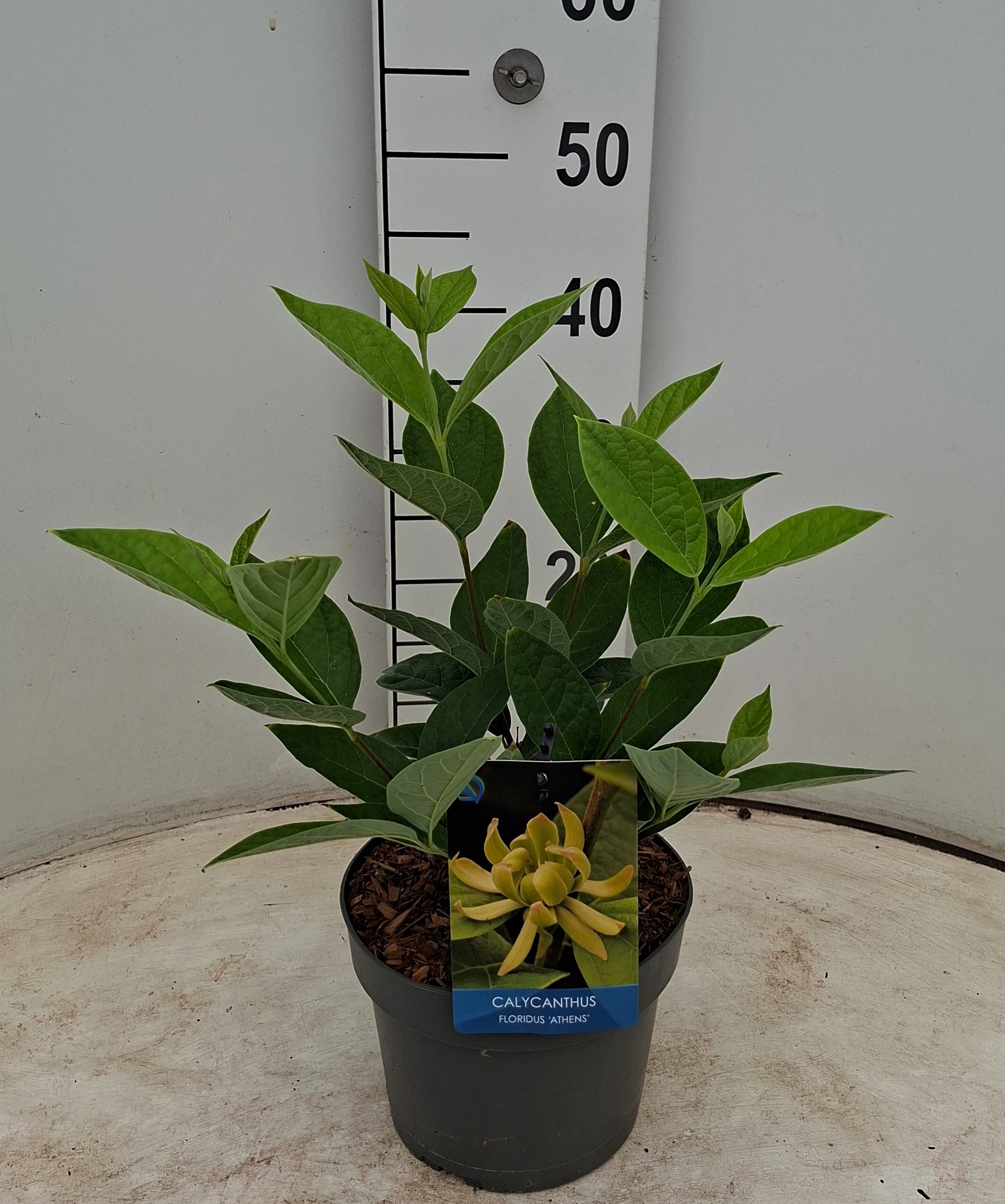 Calycanthus floridus 'Athens'