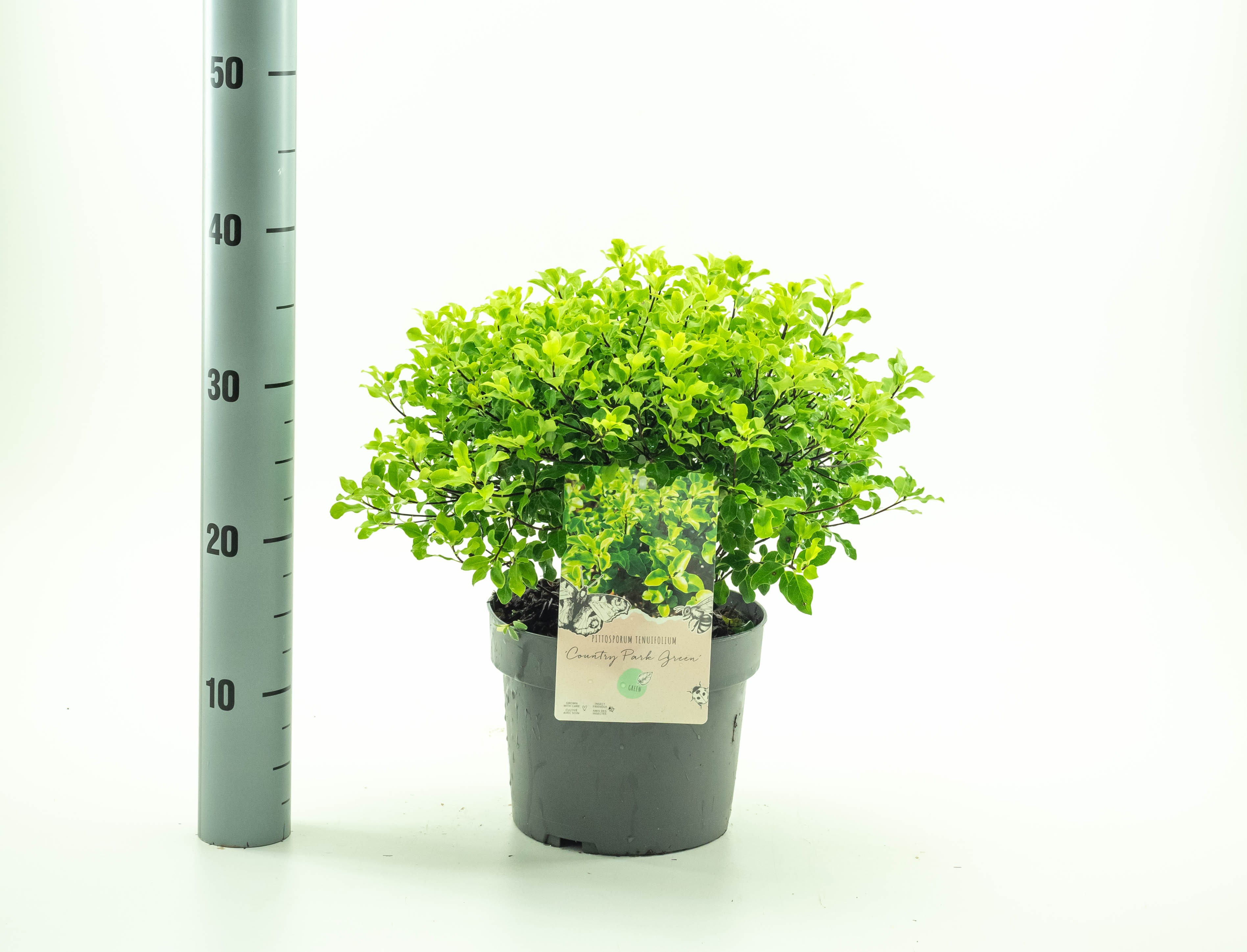 Picture of Pittosporum ten. Country Park Green P19 (3 Ltr) (LOOSE)