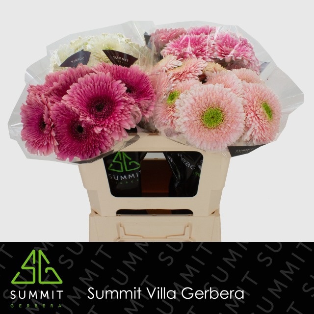 Gerbera Big Assorted 45cm 10Ø