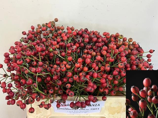 Rosa Passoa 35cm
