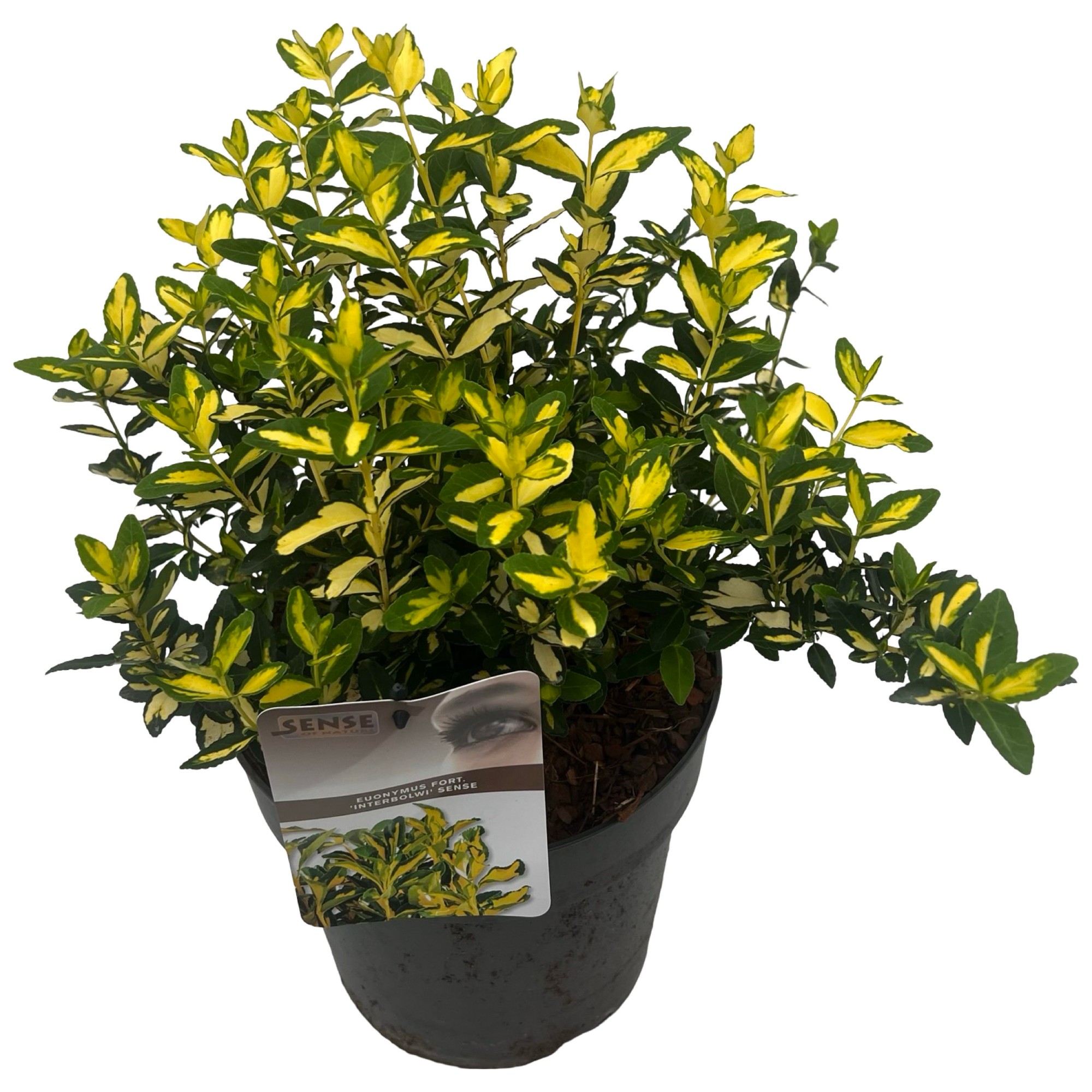 Picture of Euonymus fort. 'Interbolwi' sense