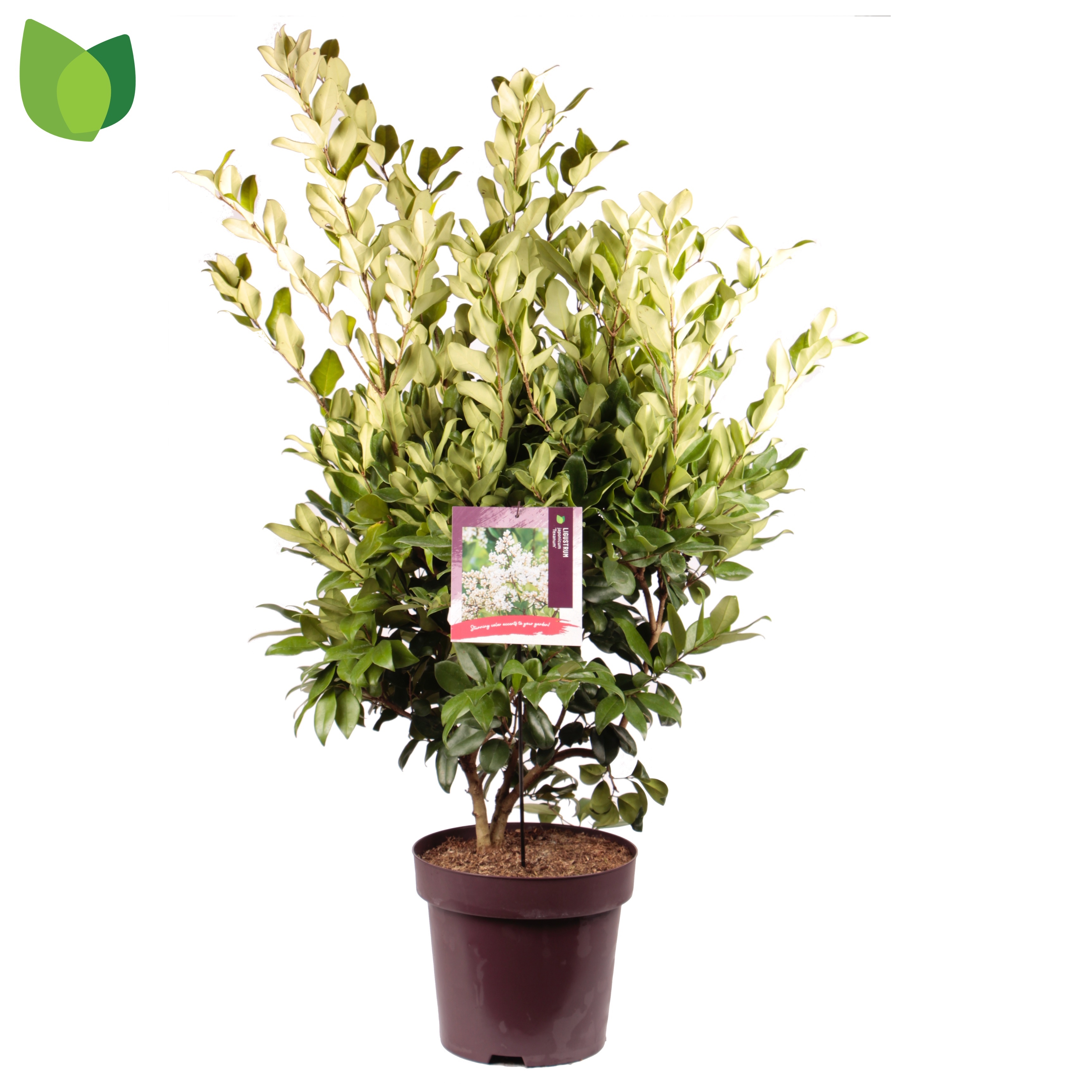 Picture of Ligustrum japonicum Texanum P32 (15 Ltr) (LOOSE)